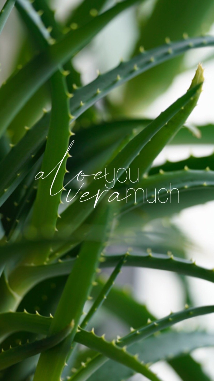 Aloe Vera von der Fensterbank