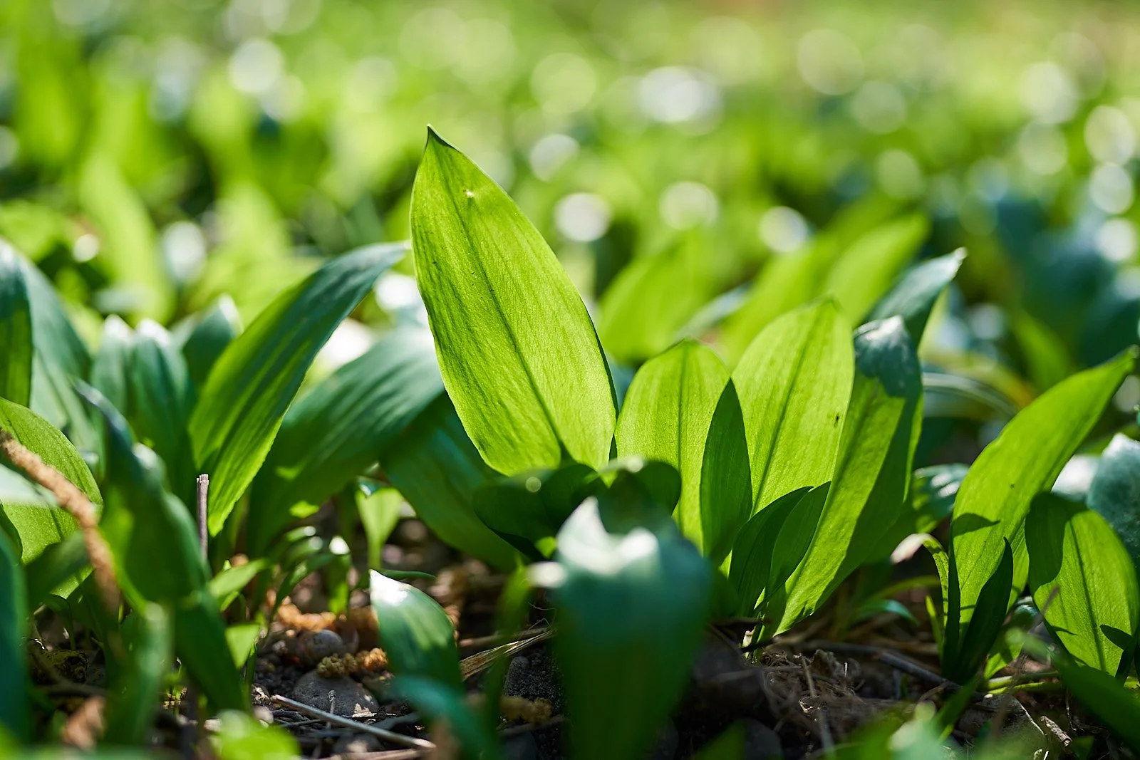 jbfoto_A7_8048 1.jpg