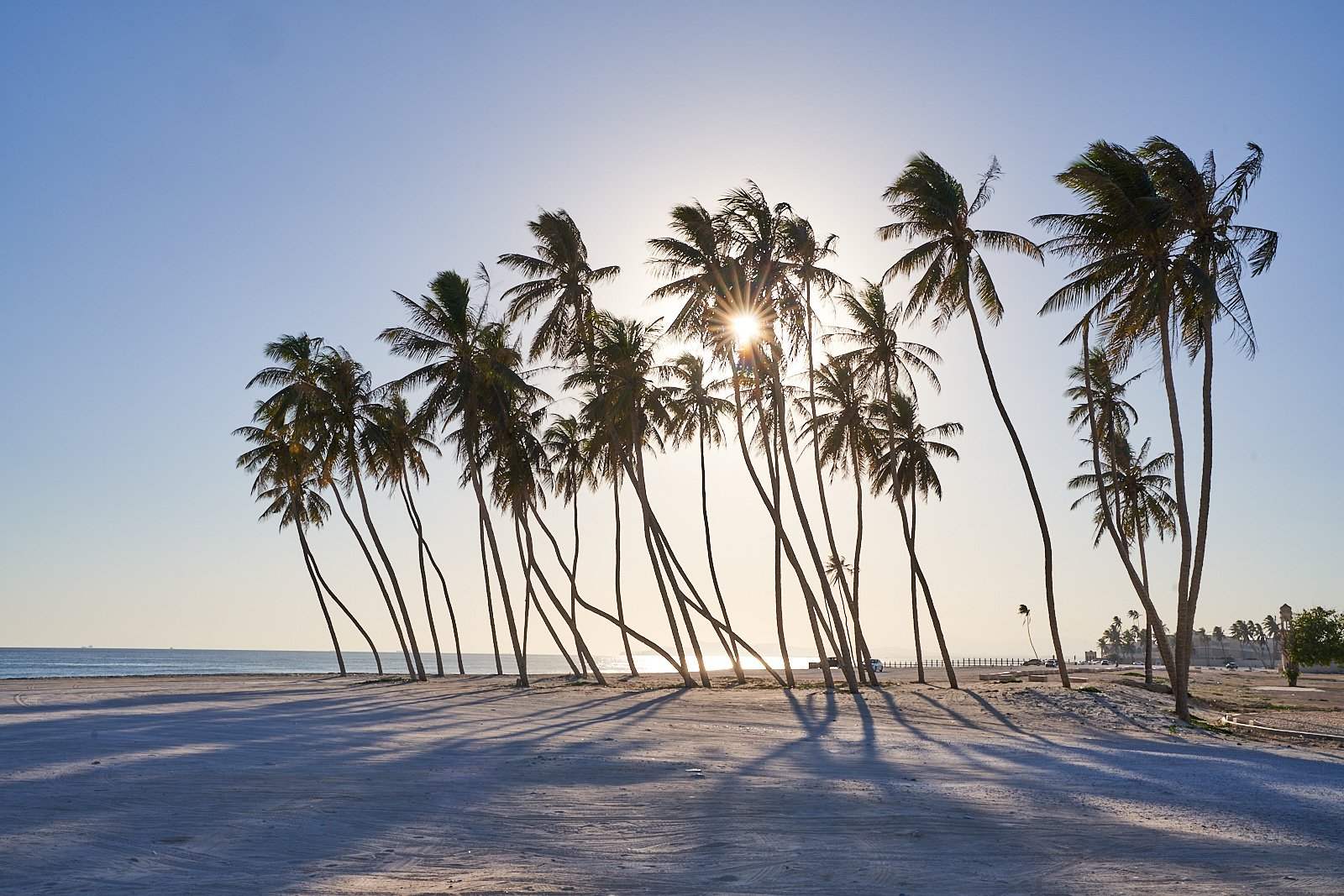 Palmen &amp; Weihrauch in Salalah