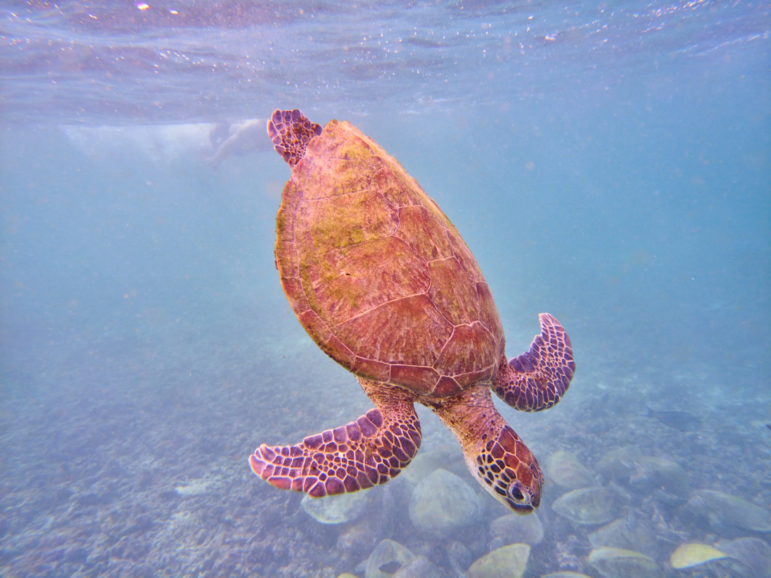 Schnorcheln bei den Daymaniyat Inseln