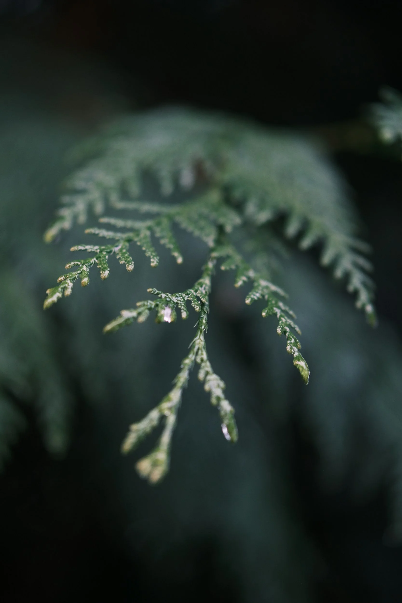 a cedar bough reaching through the mist