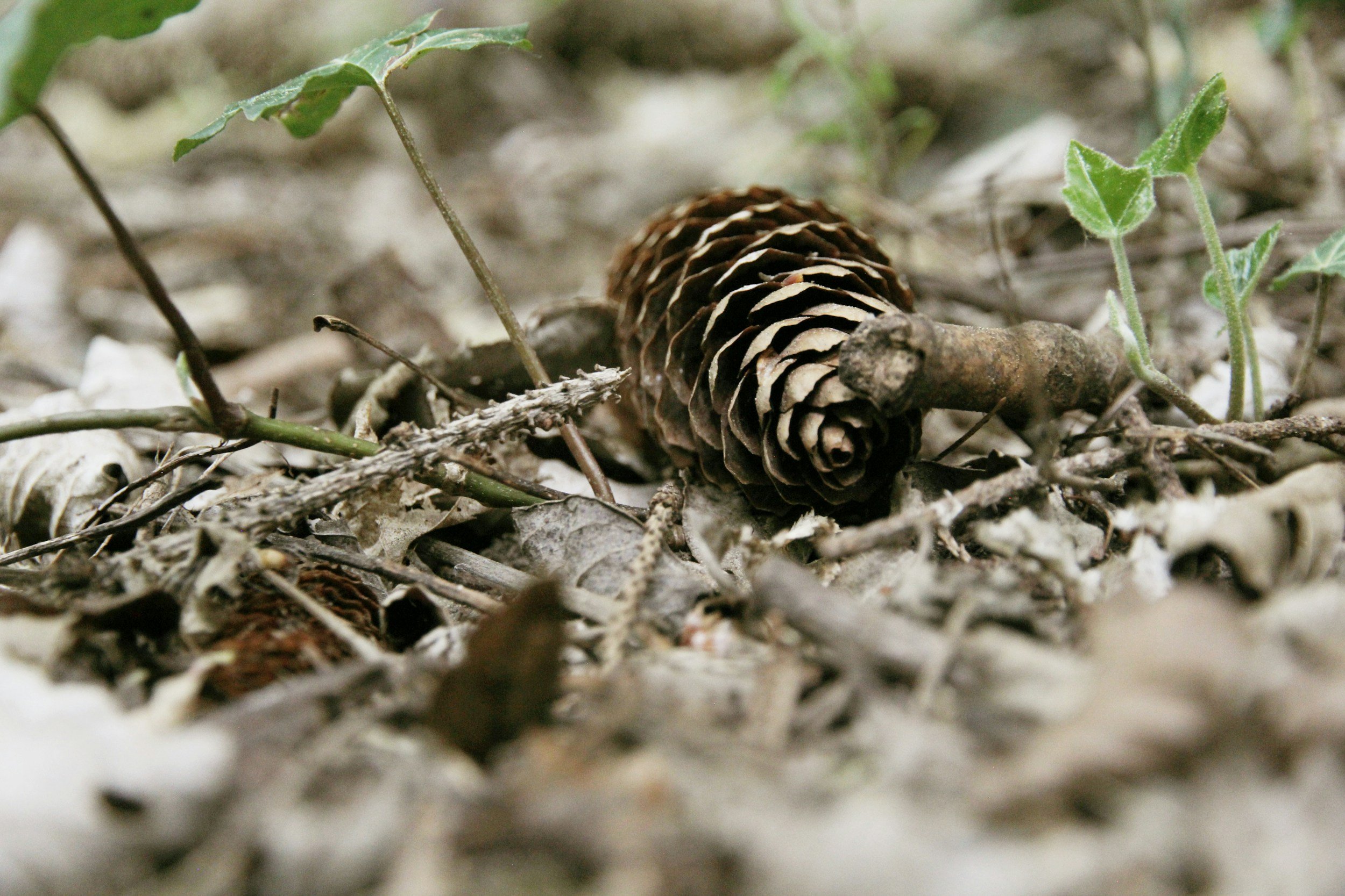 pinecone on the forest floor