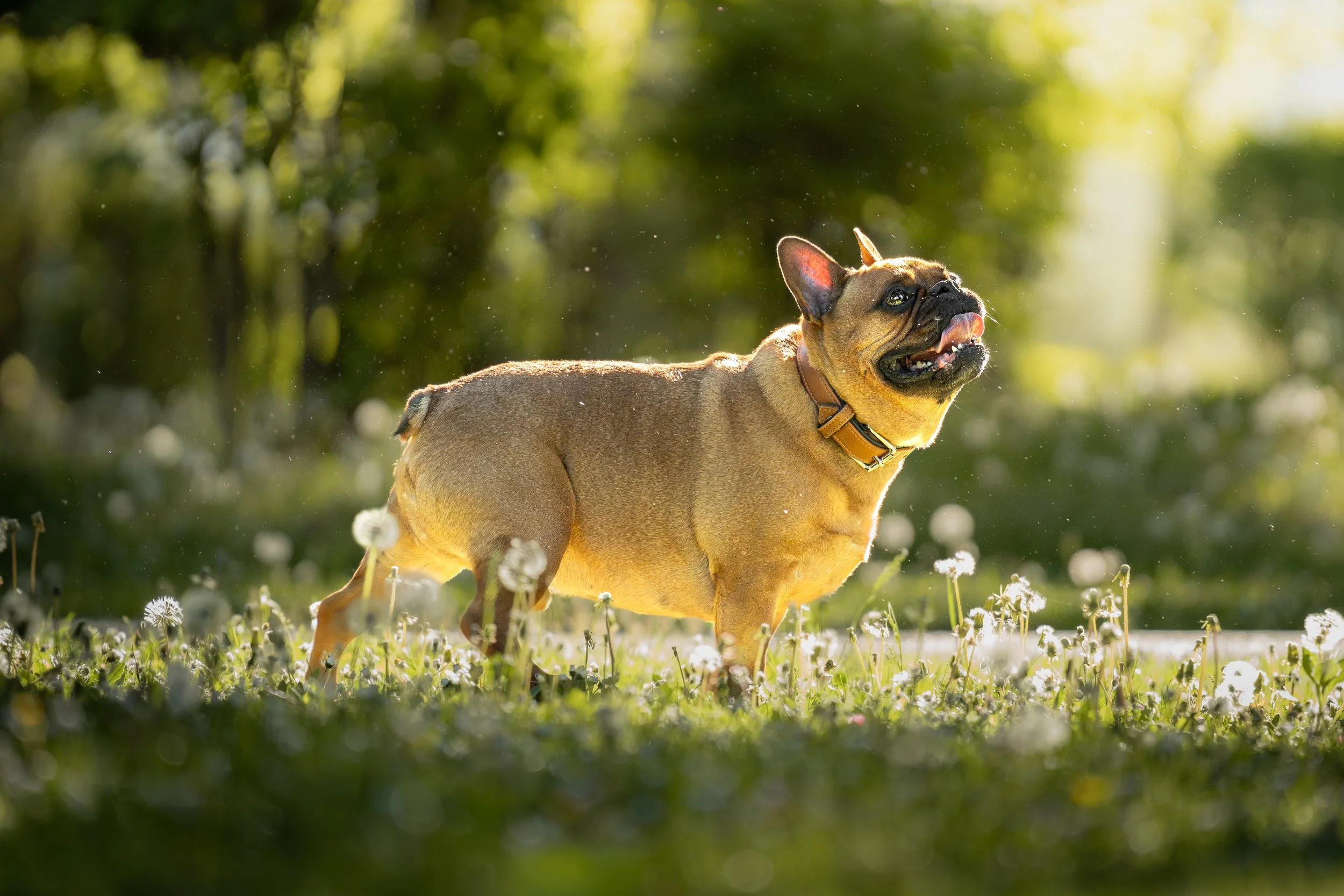 Balu_02.05.26_8.jpg