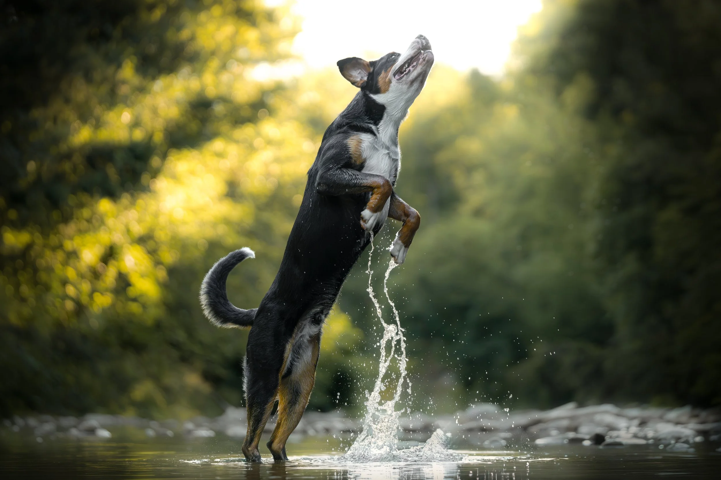 Loki_12-07-2026-4.jpg