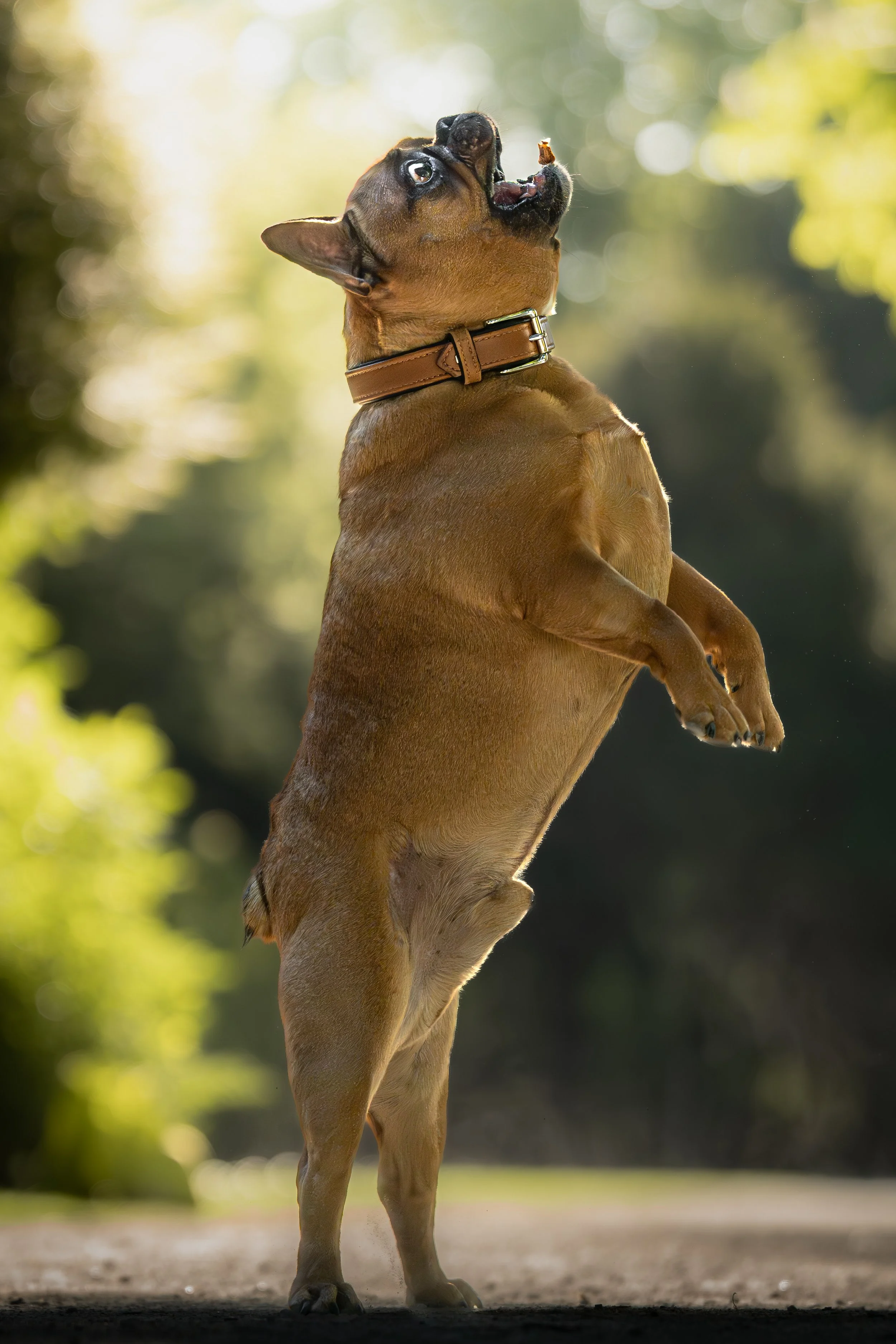 Balu_02.05.26_2.jpg