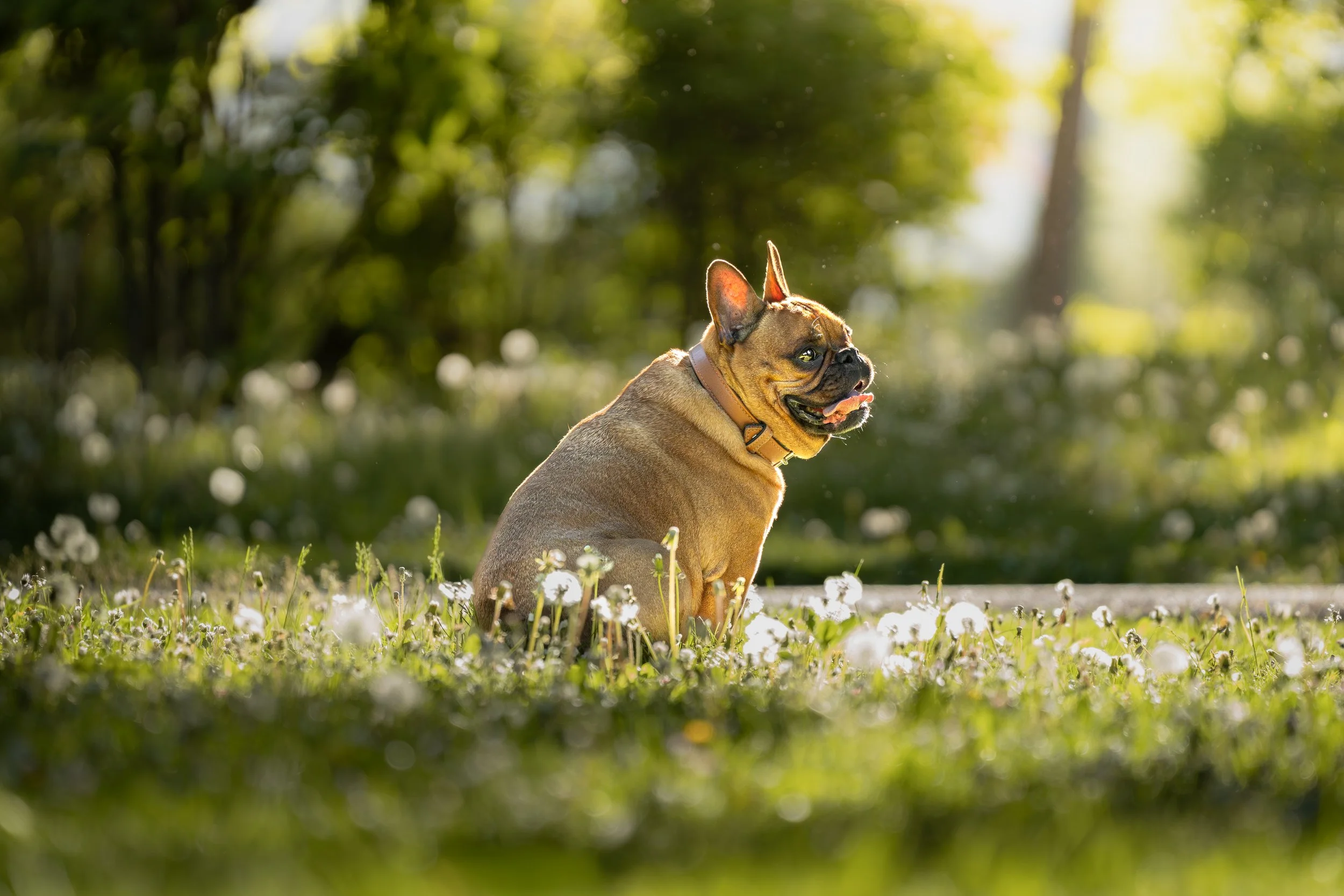 Balu_02.05.26_7.jpg