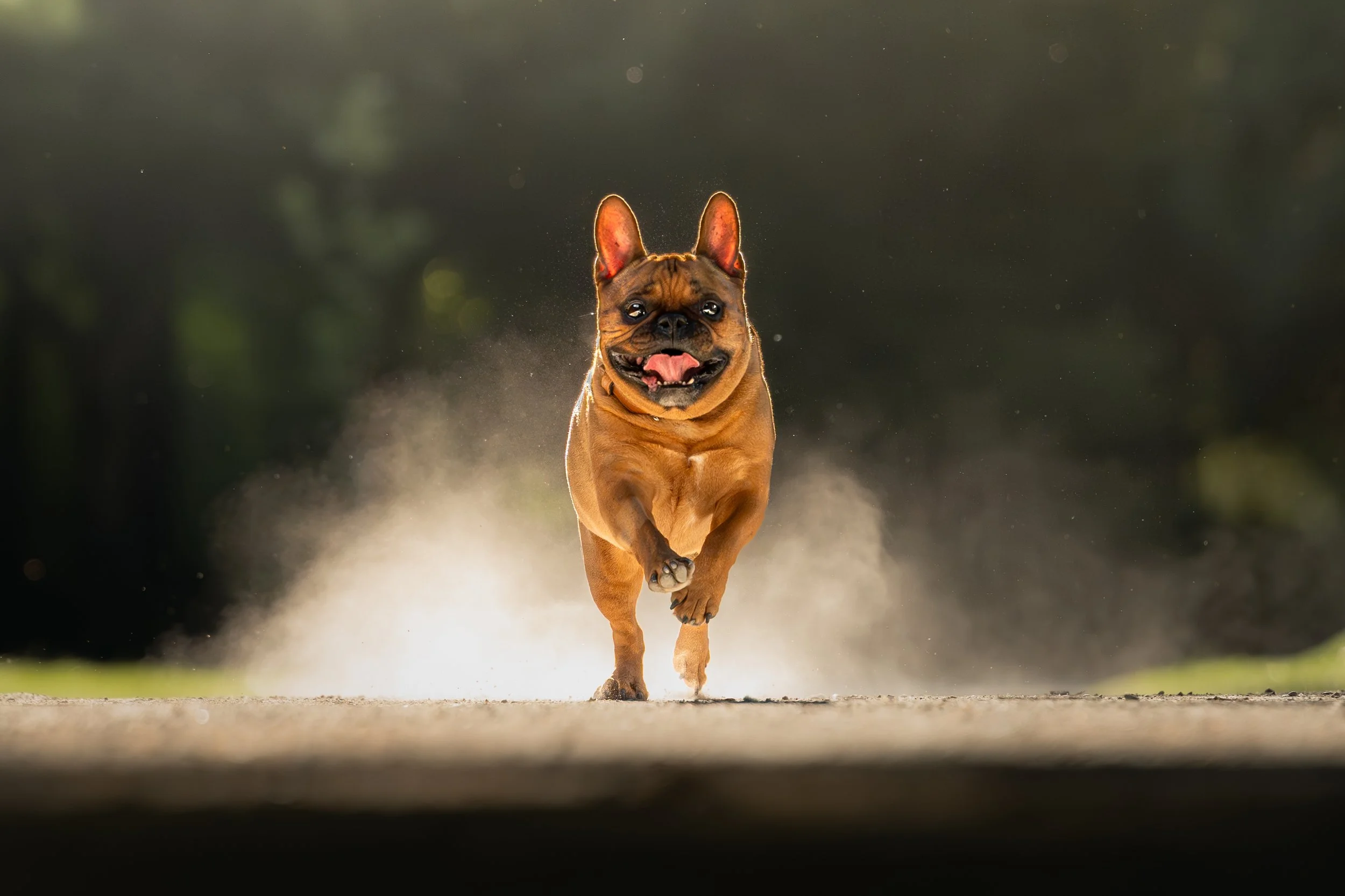 Balu_02.05.26.jpg