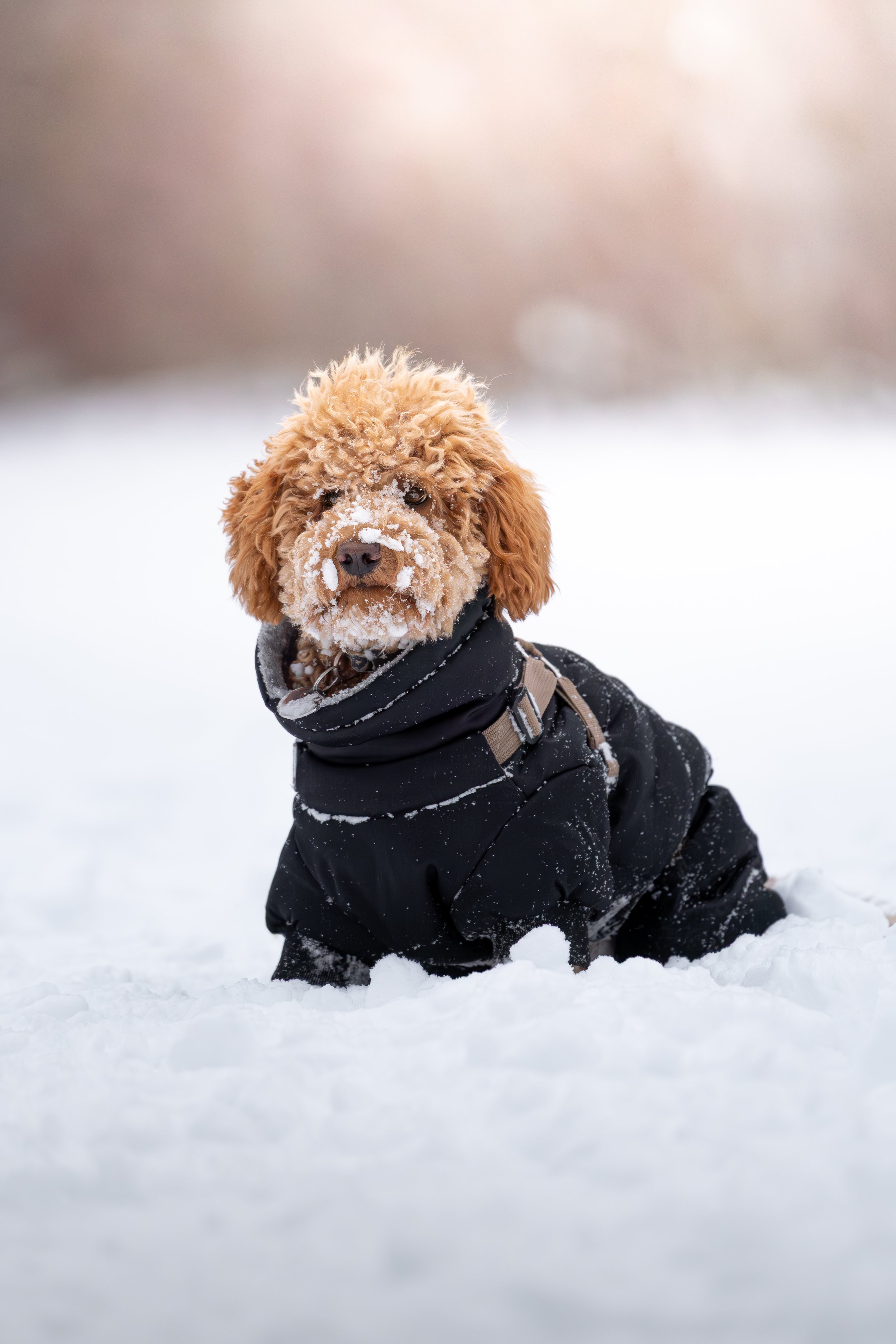 Hund im schwarzen Schneeanzug im Schnee, mit Schneebällen im Gesicht, winterliche Landschaft im Hintergrund.