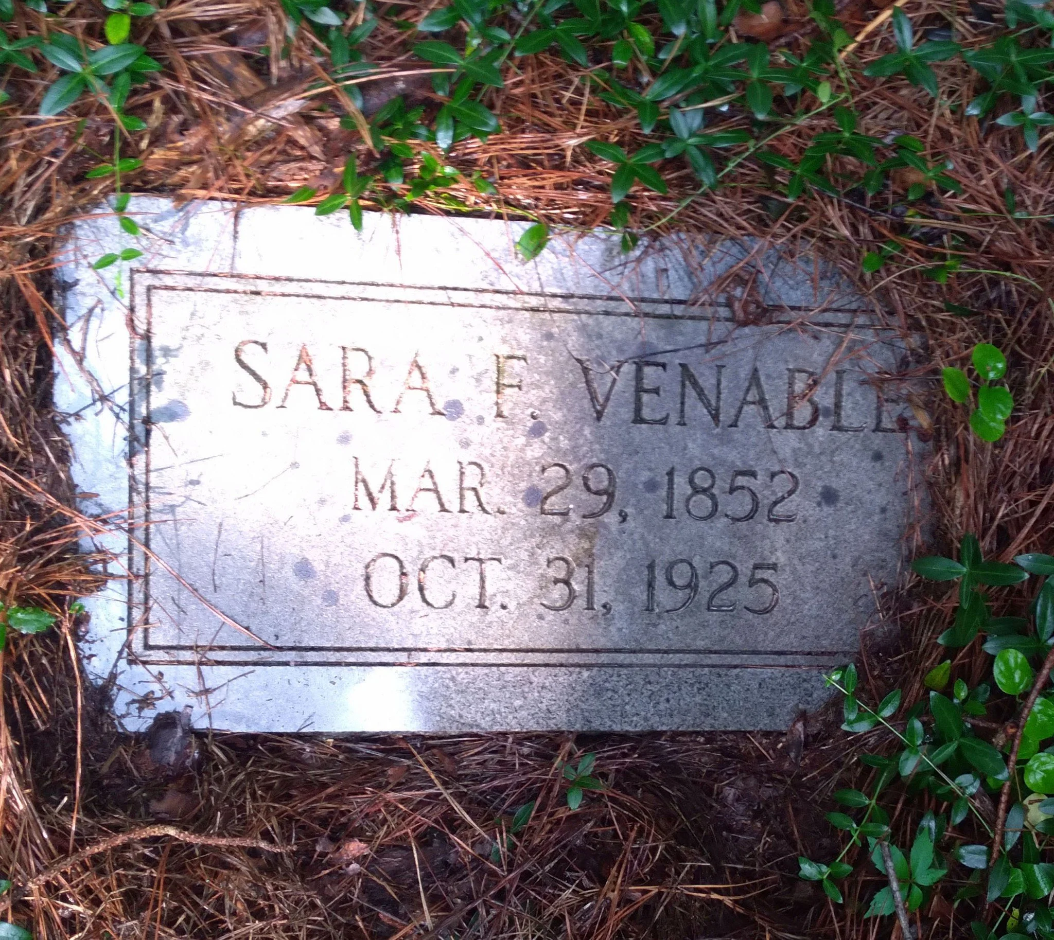 Gravestone of Sara F. Venable, born March 29, 1852, died October 31, 1925, surrounded by pine needles and small green plants.