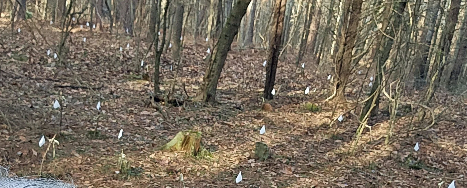 A forest with many leafless trees and white plastic bags hanging from branches, covering the ground with leaves.