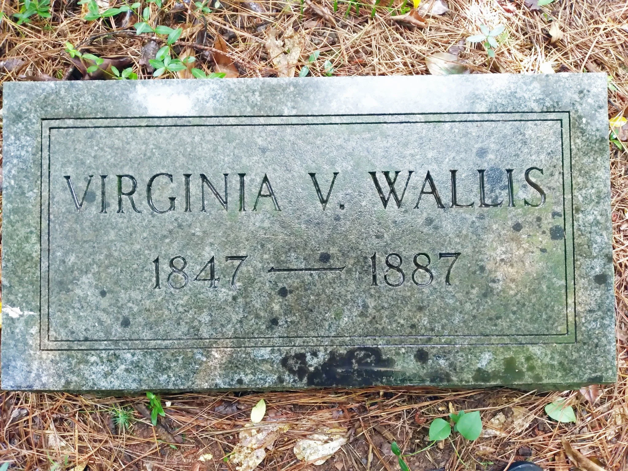 Gravestone for Virginia V. Wallis, with the dates 1847 to 1887, surrounded by pine needles and small green plants.