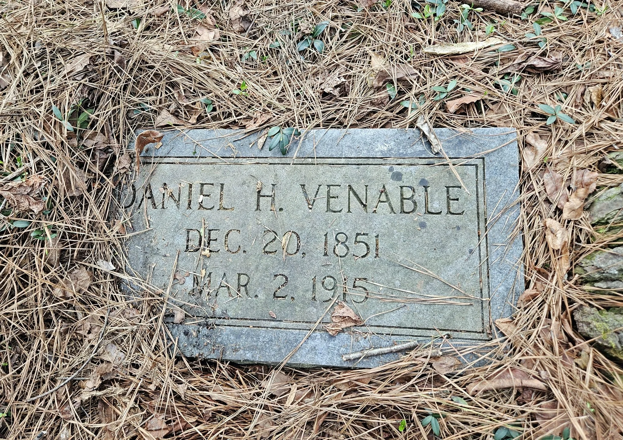 Gravestone for Daniel H. Venable, with birth date December 20, 1851, and death date March 2, 1915, partially covered by pine needles and small green plants.