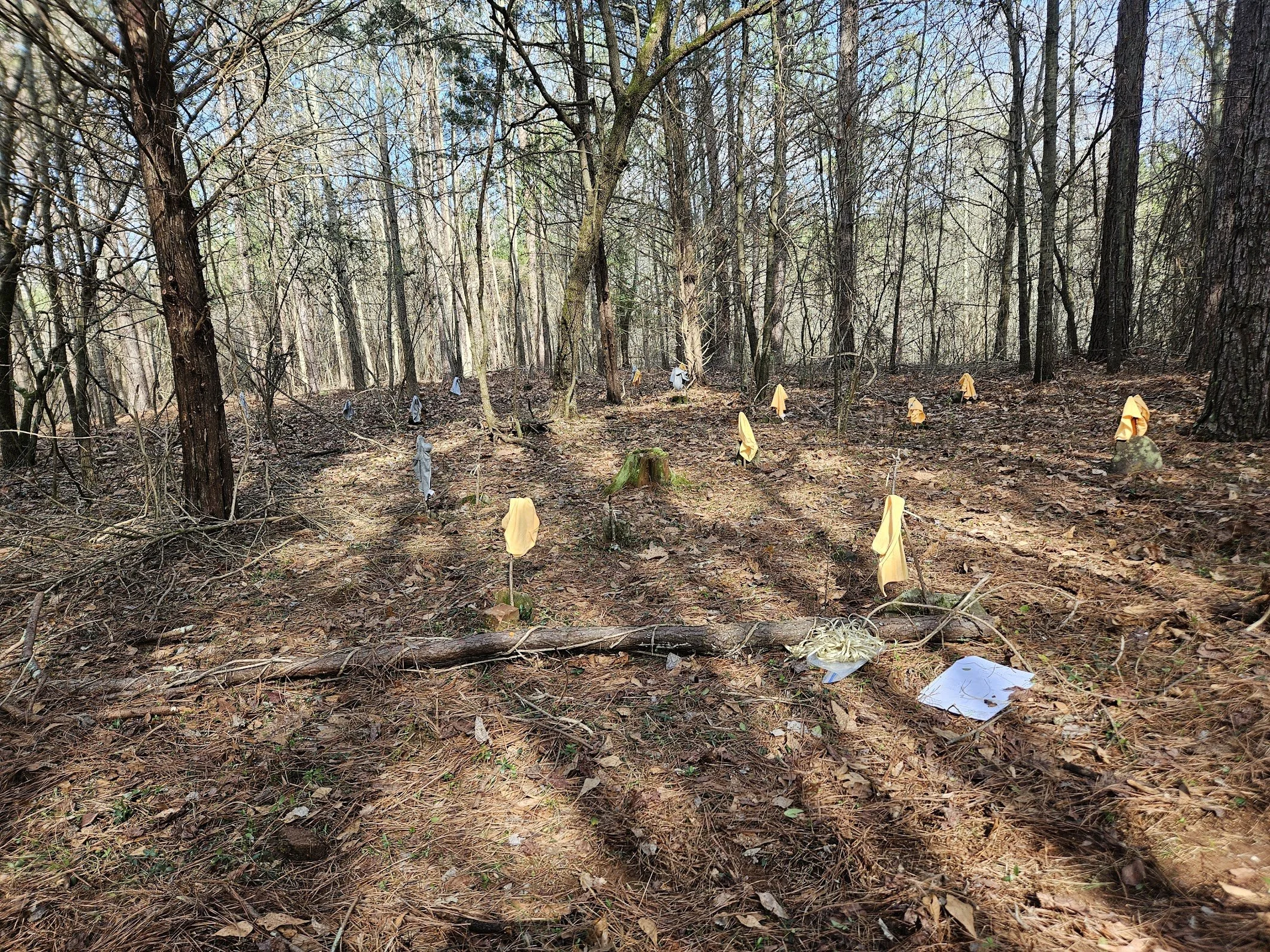 A wooded forest with trees and ground covered in leaves, featuring small yellow flags and what appears to be white paper or cloth tied to various objects, likely marking a trail or area of interest.