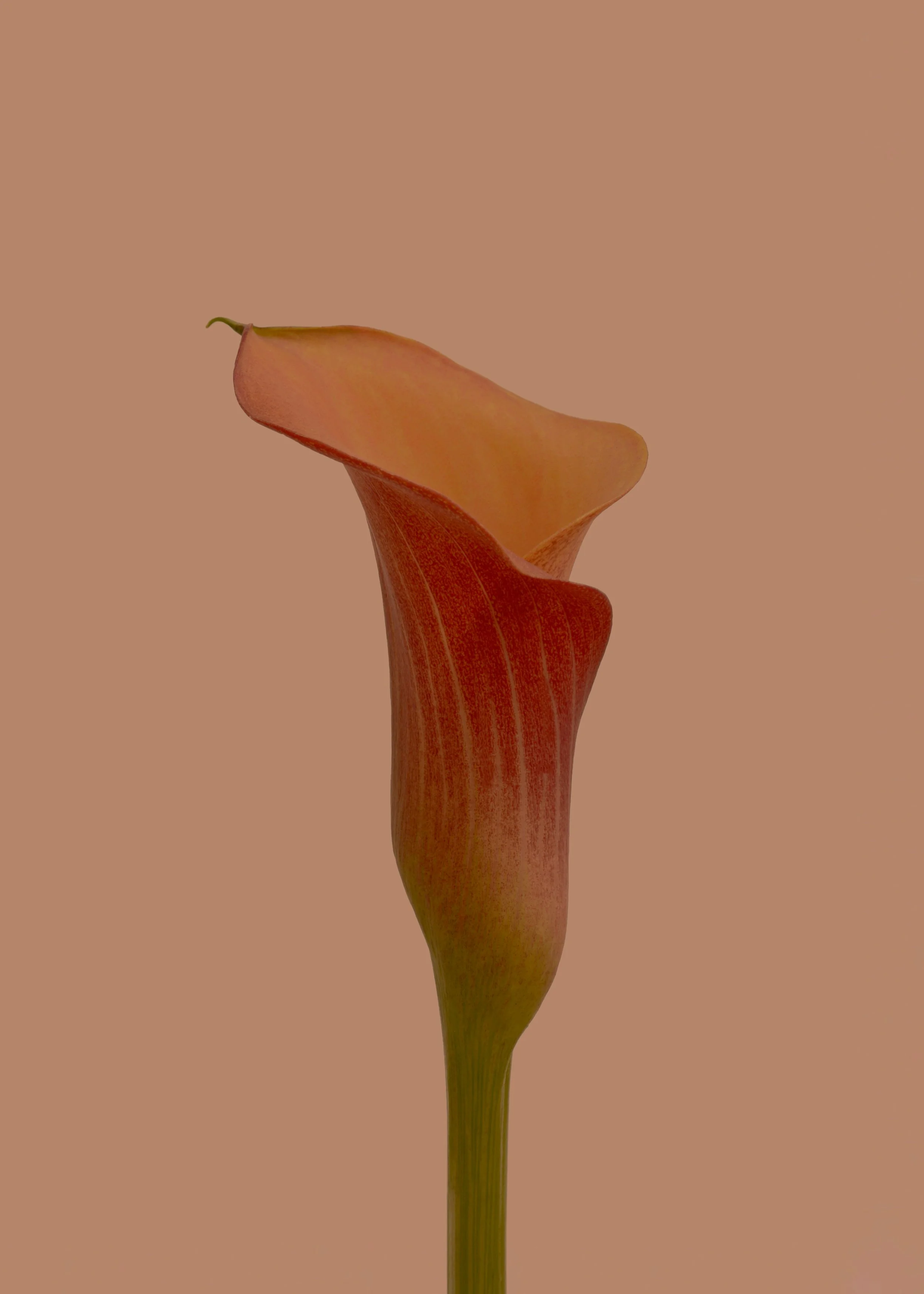 Orange calla lily flower symbolizing growth and transformation