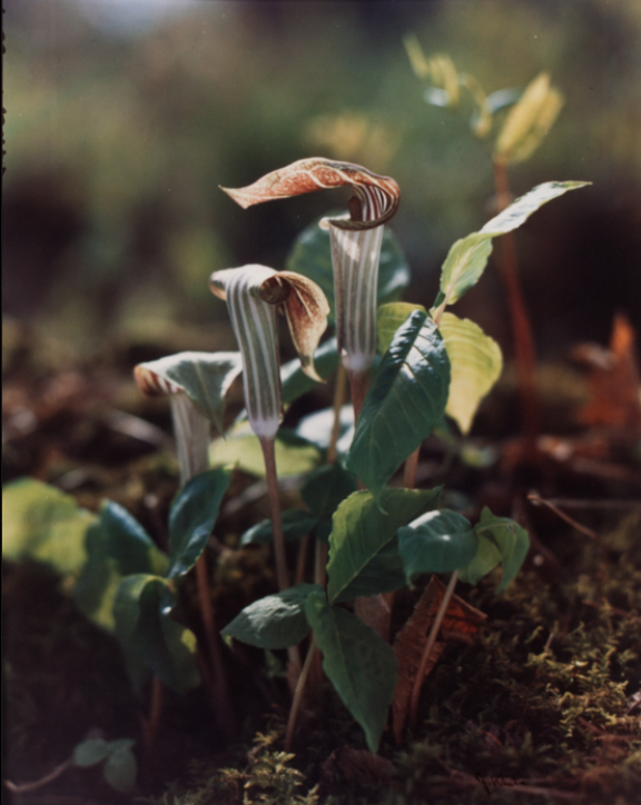 The Little Jack that Klute Captured