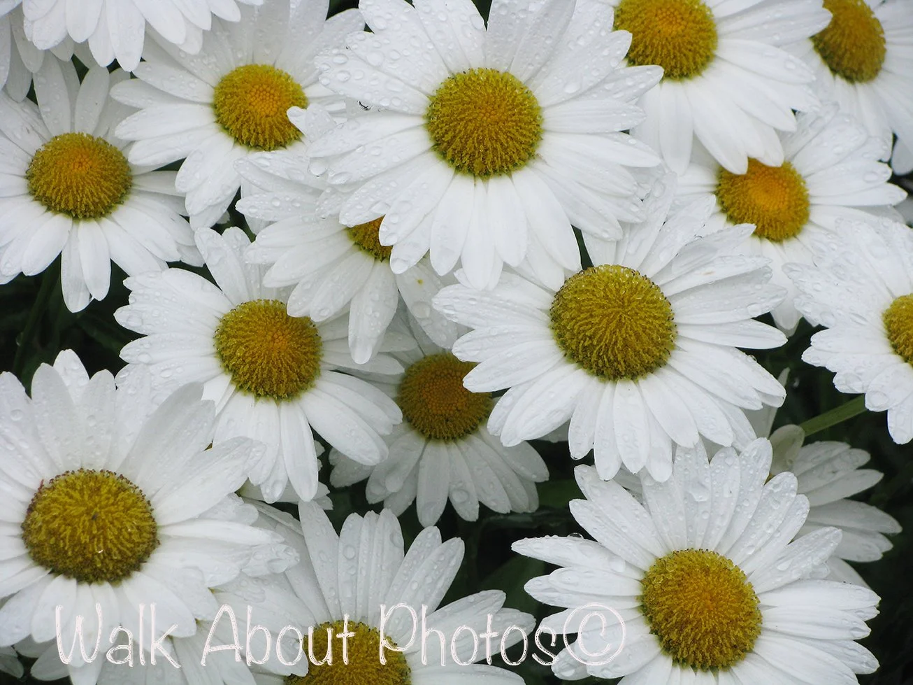 Shasta Daisy copy 2.jpg