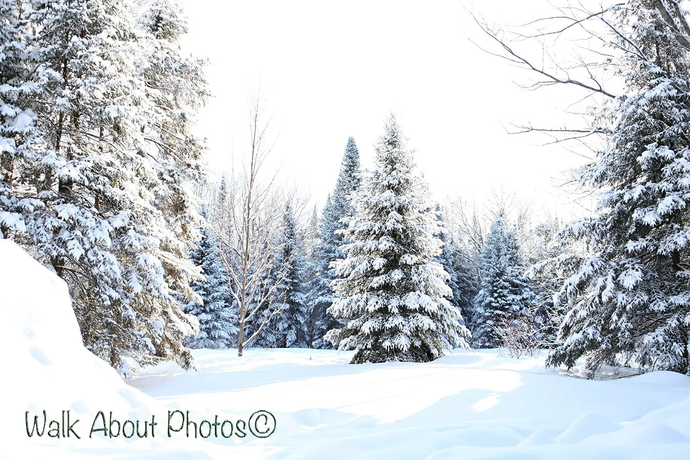 Knee Deep in Snow copy 2.jpg