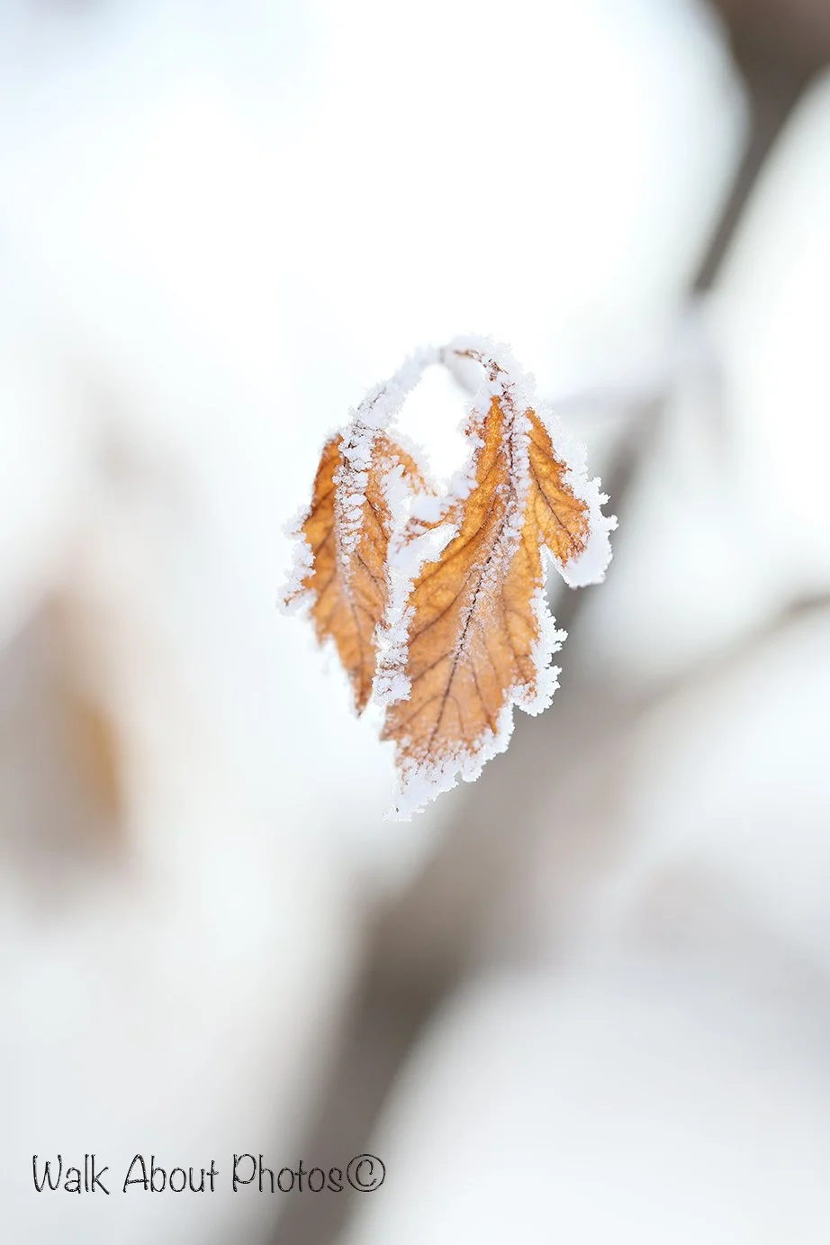 Winters Paint Brush copy 2.jpg