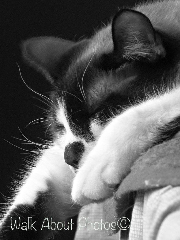Patches Kitty copy 3.jpg