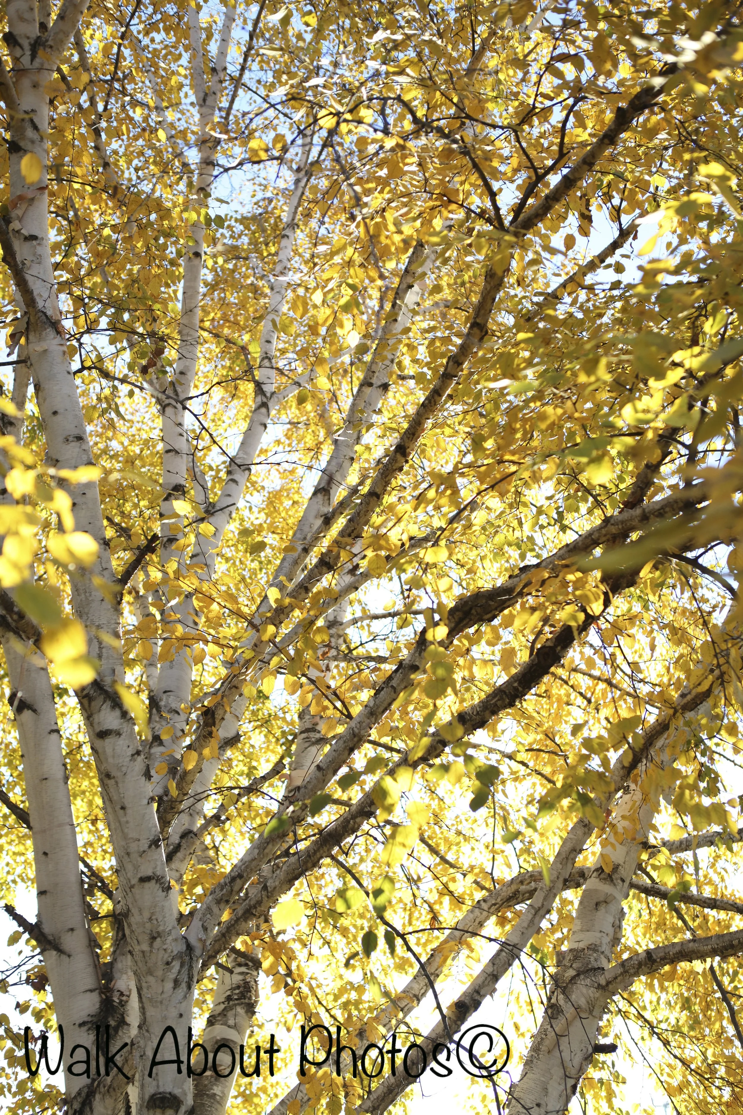 Golden Branches copy 2.jpg