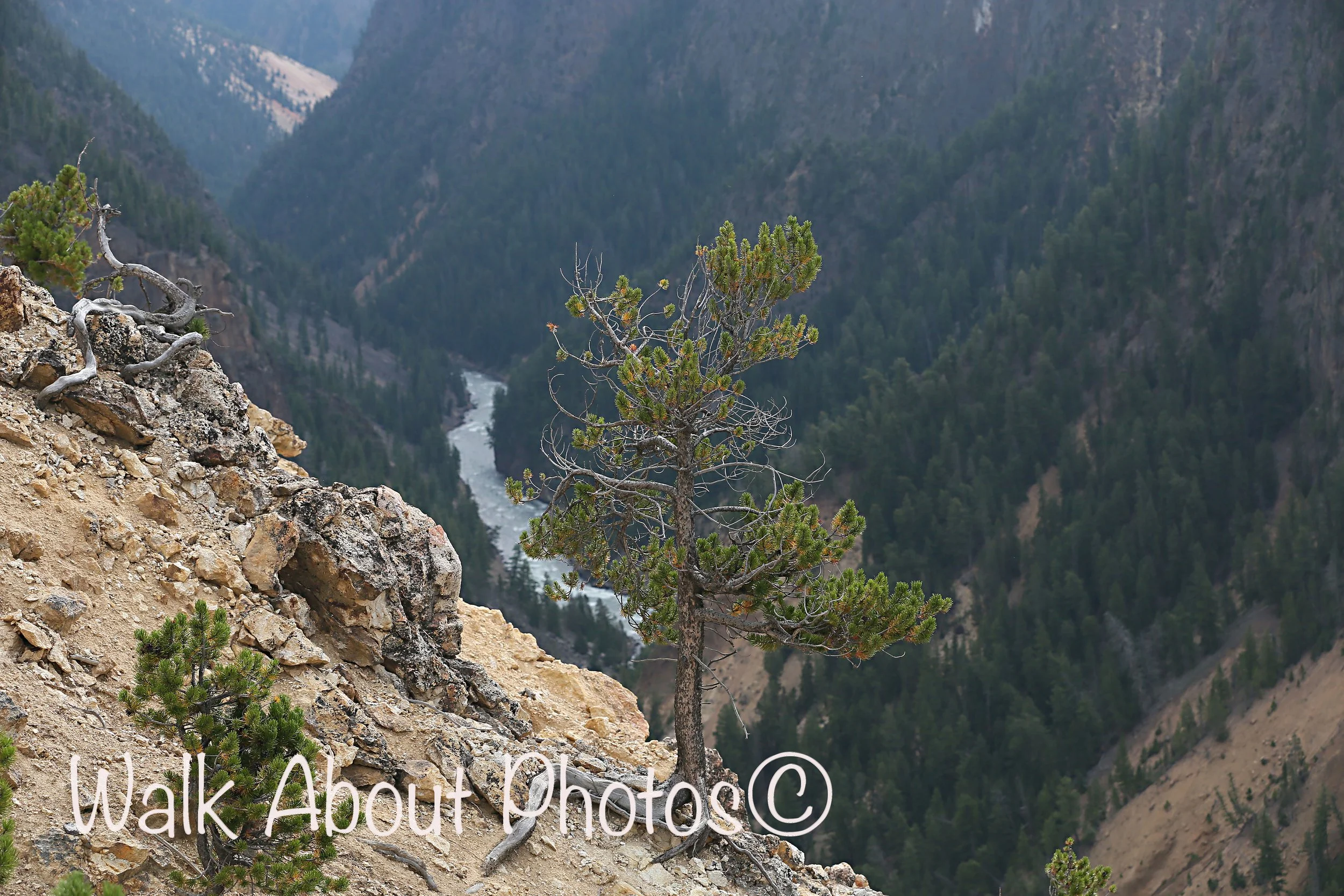 Bonsai Of The Yellowstone