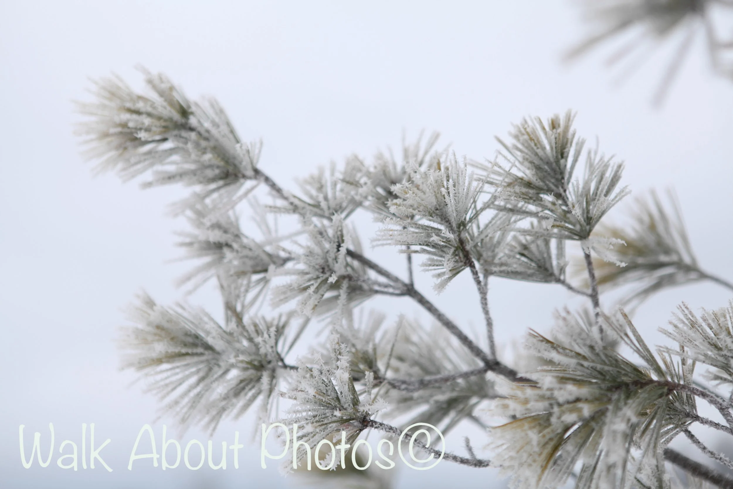 frosty needles copy 2.jpg