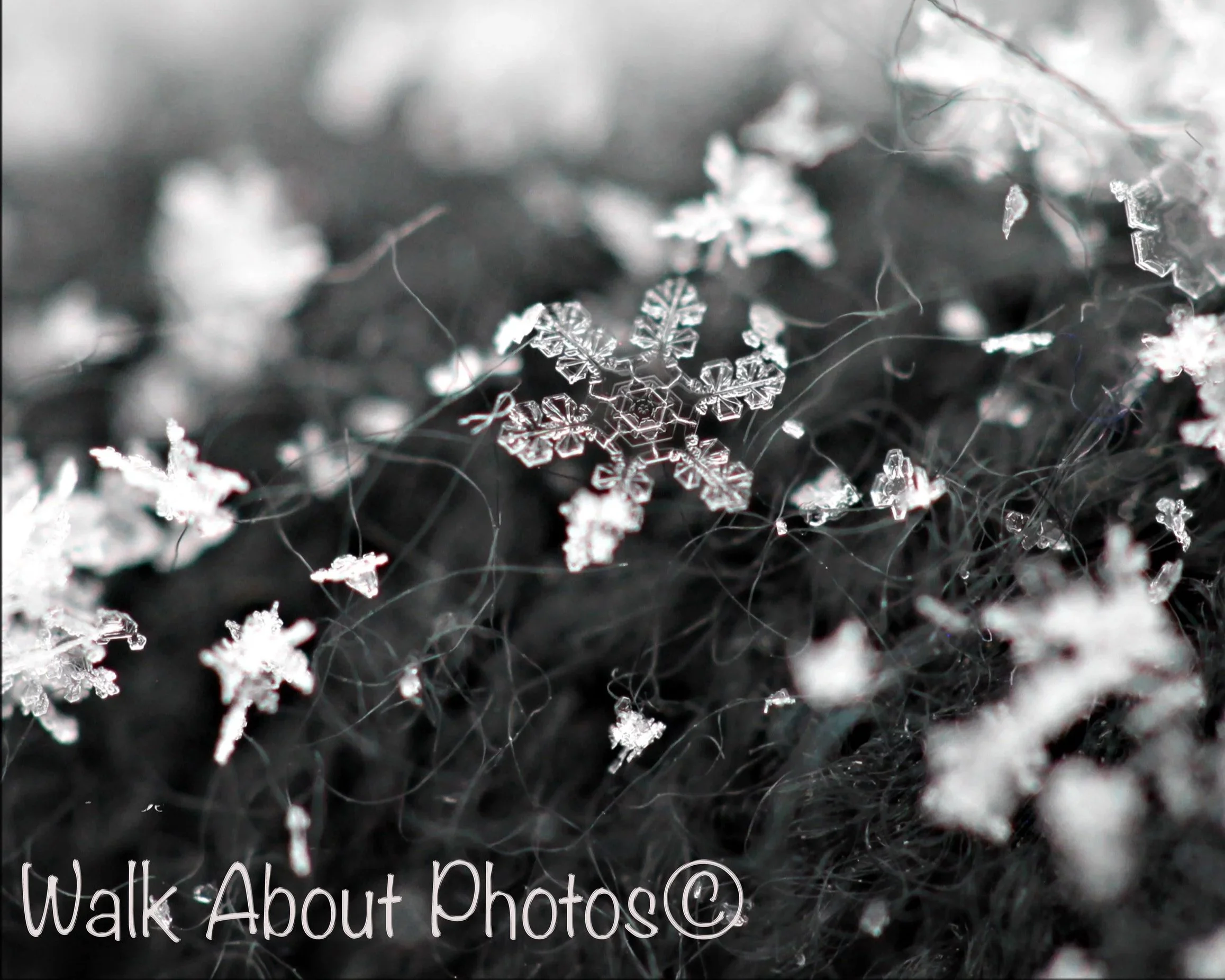 The+Wonders+of+Macro+copy+2.jpg