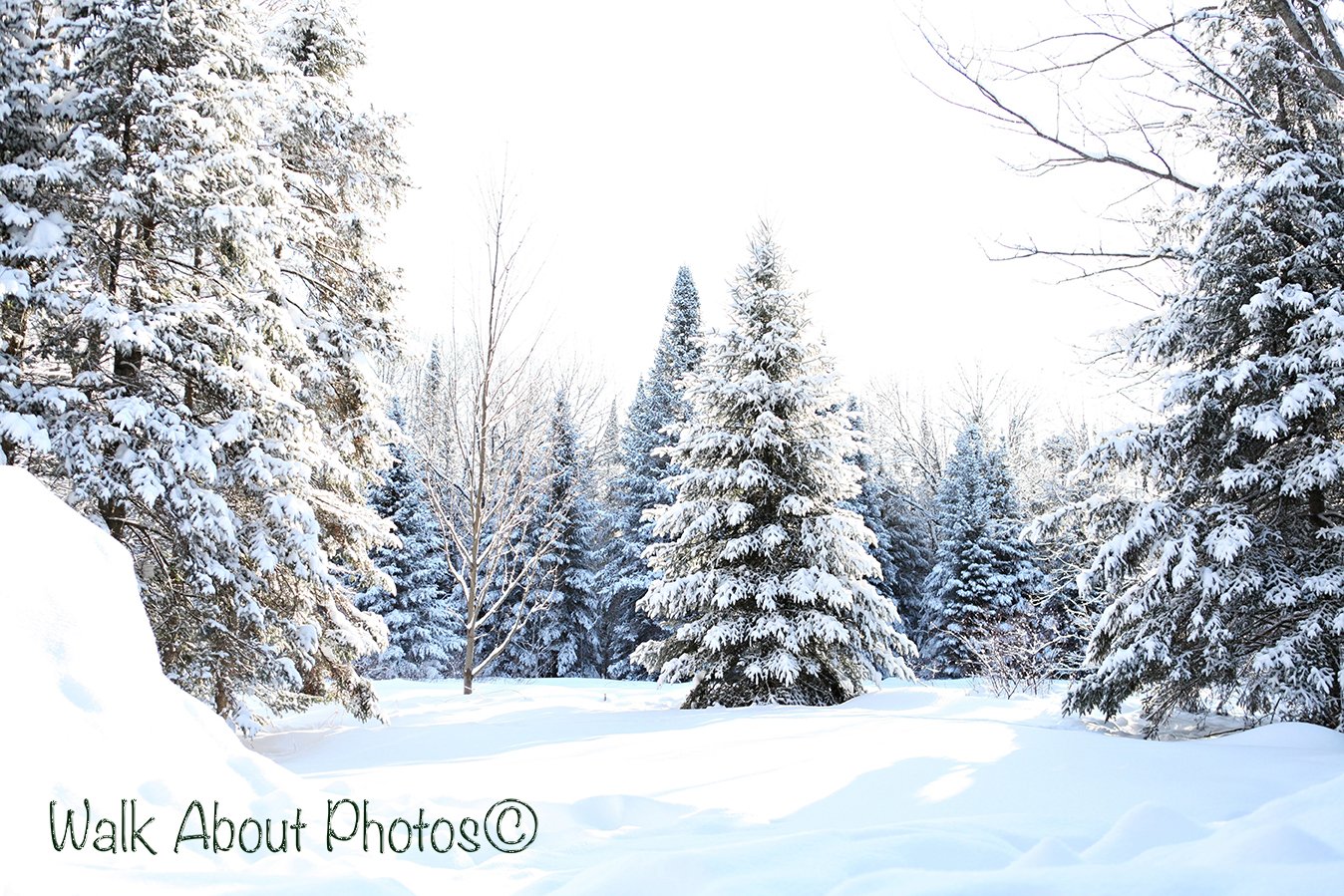 Knee Deep in Snow copy 2.jpg