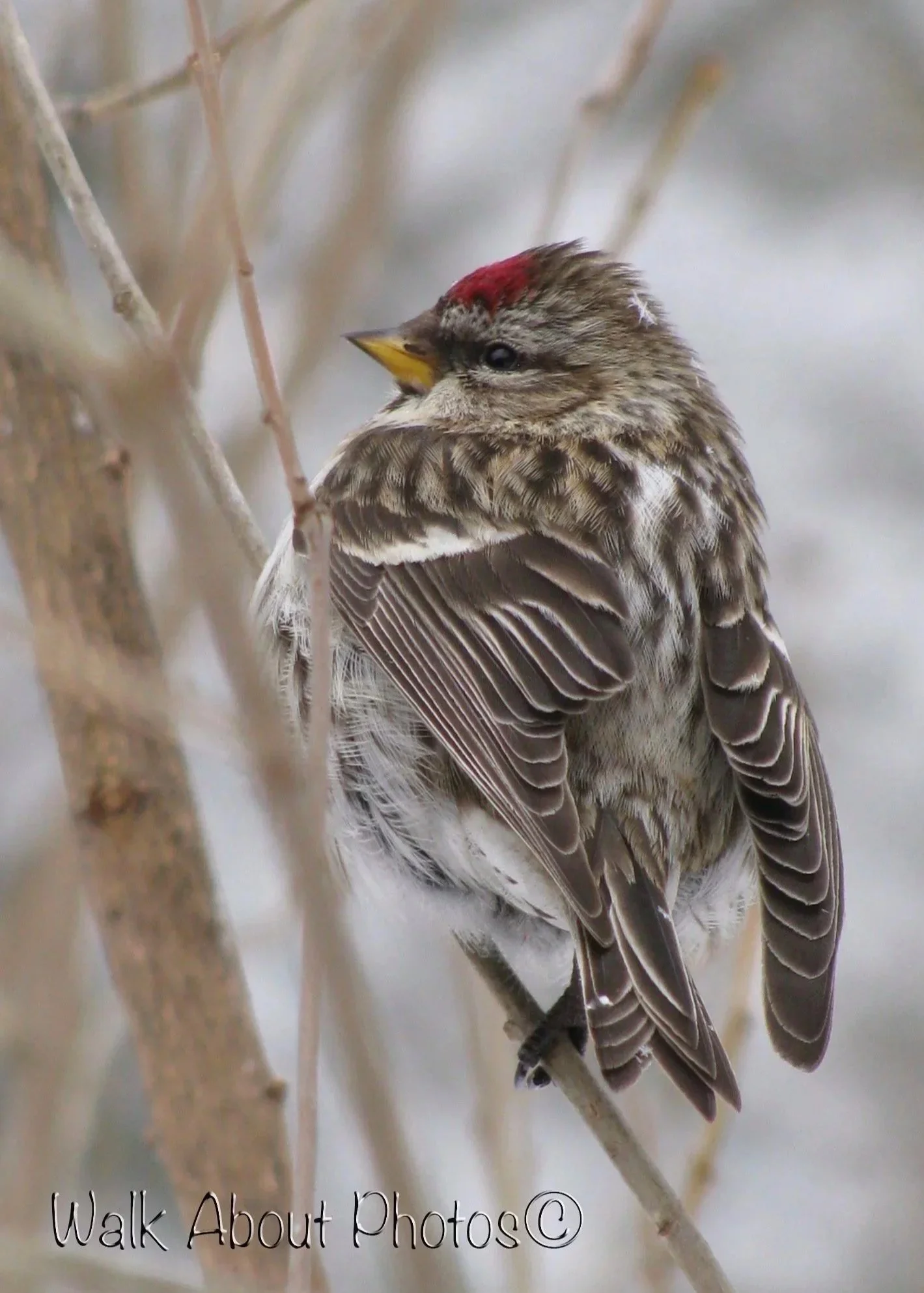 1%2Bon%2B1%2BBird%2BVs.%2BSnowflake%2B11copy.jpg