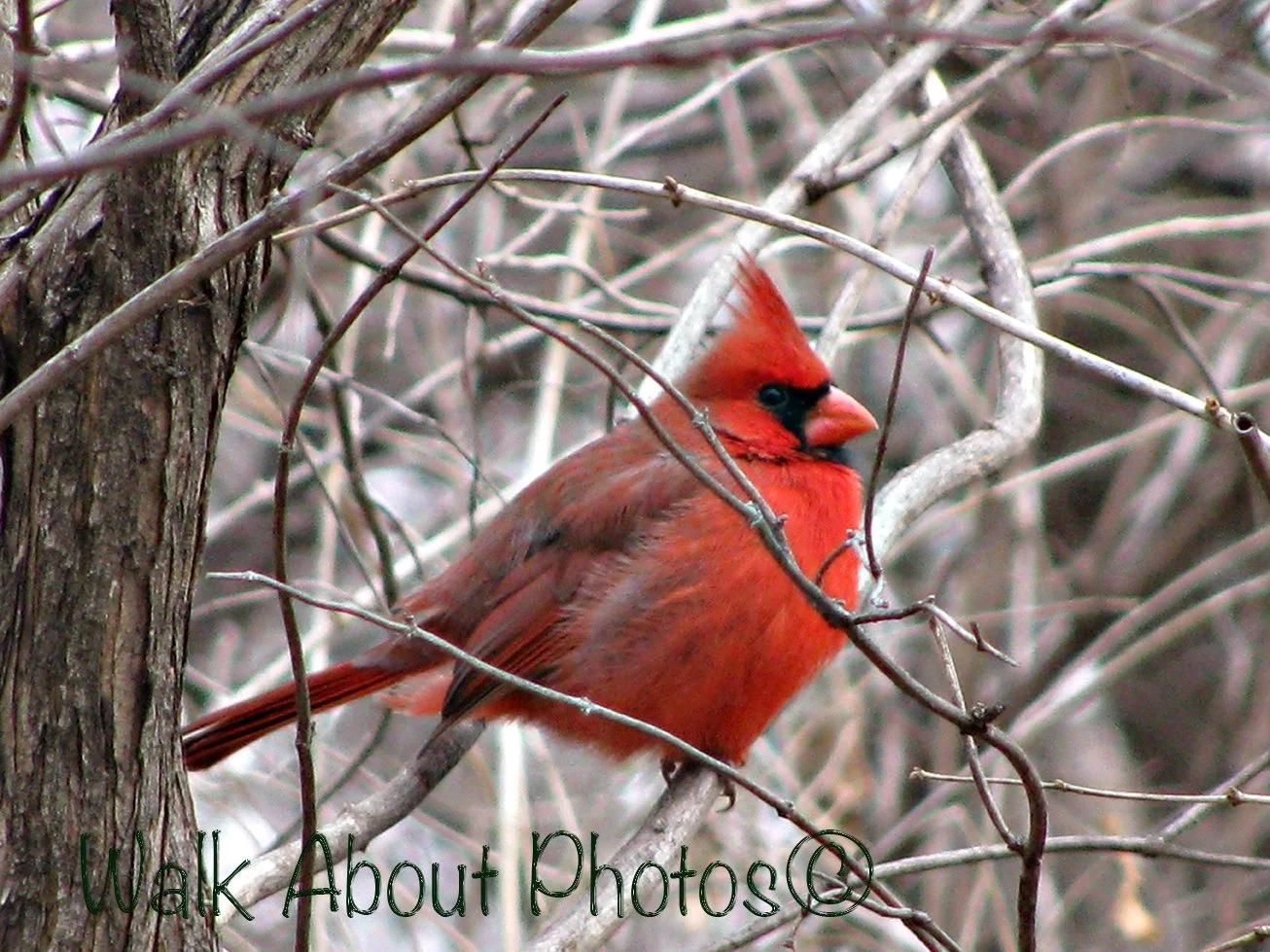 BIRDS CHRISTMAS COLLECTION