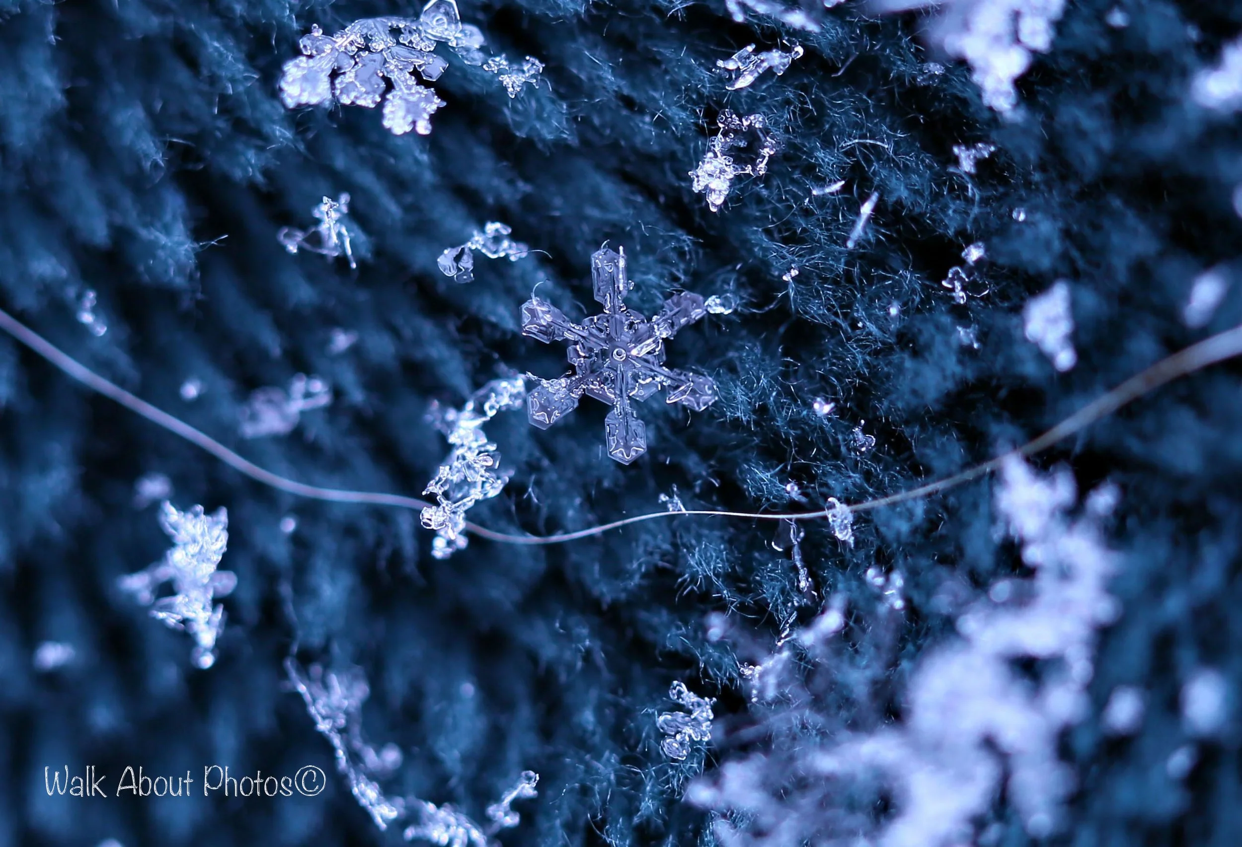 snowflake and fibers copy 2.jpg