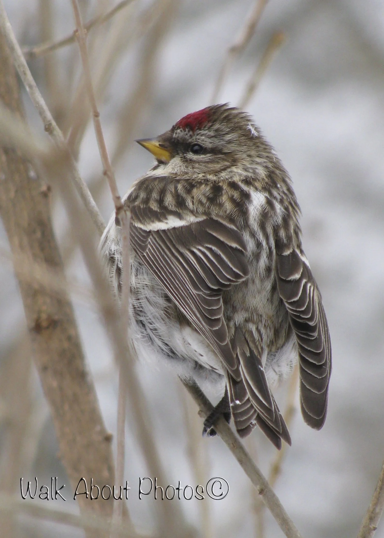 1 on 1 Bird Vs. Snowflake 11copy.jpg