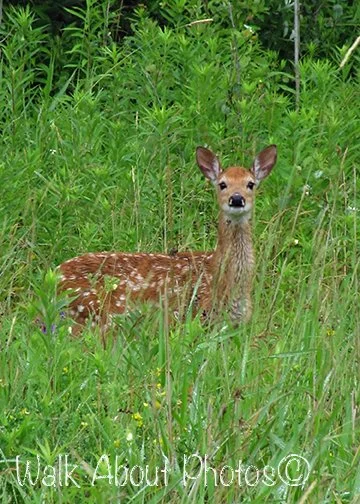 Early morning Fawn copy 2.jpg