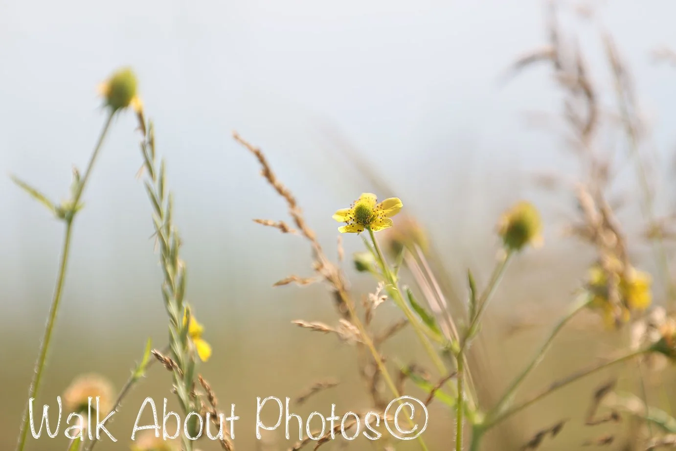 Field Flowers copy 3.jpg
