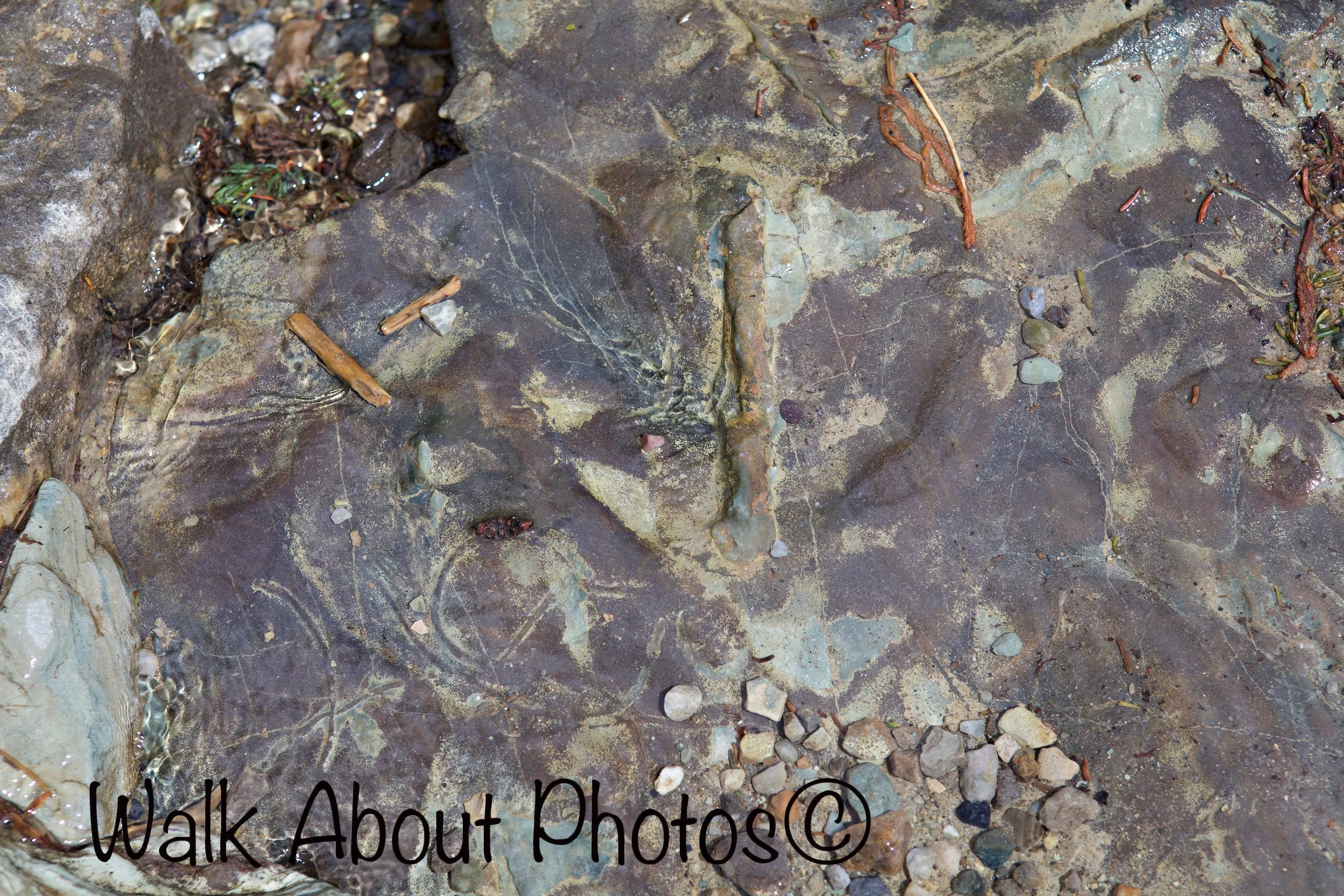 Looking thorugh Water copy 2.jpg