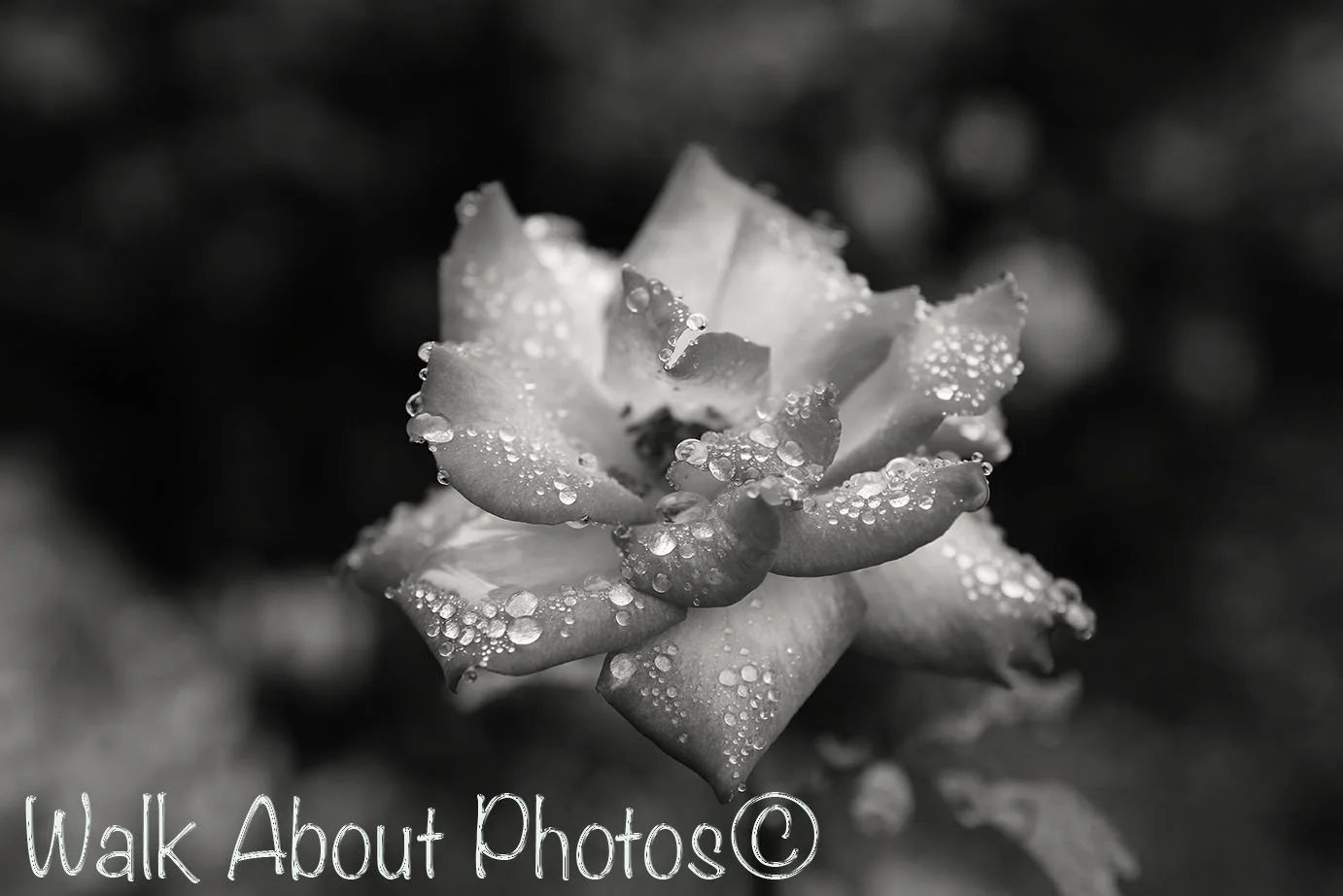 Dew Drop Poetry copy 2.jpg