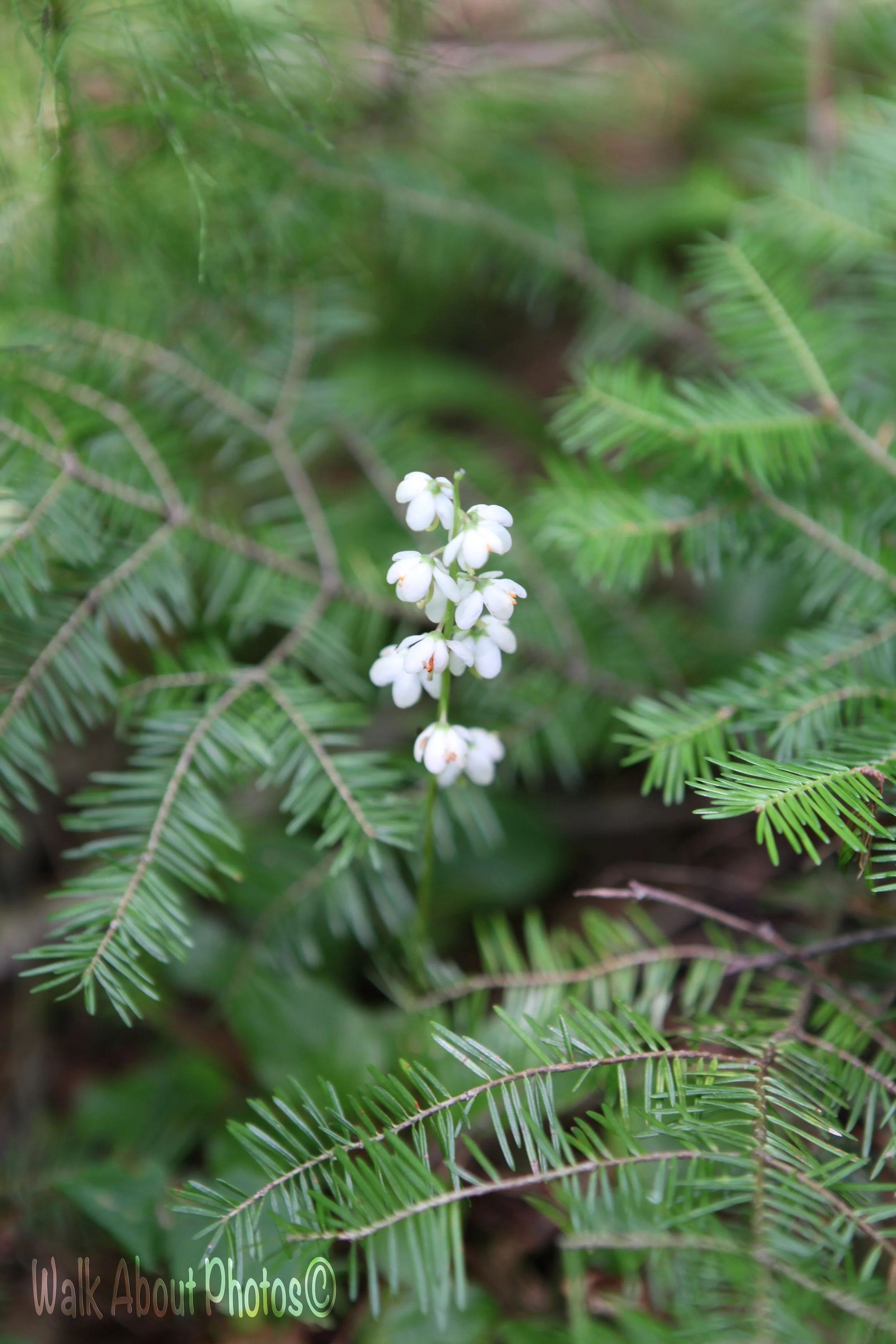 Shinleaf