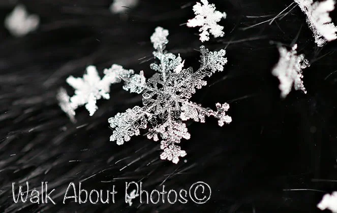ICe Detail copy 2.jpg