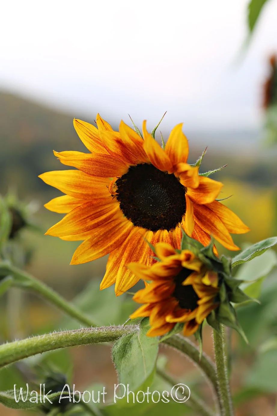 Fall Sunflower burst copy 2.jpg