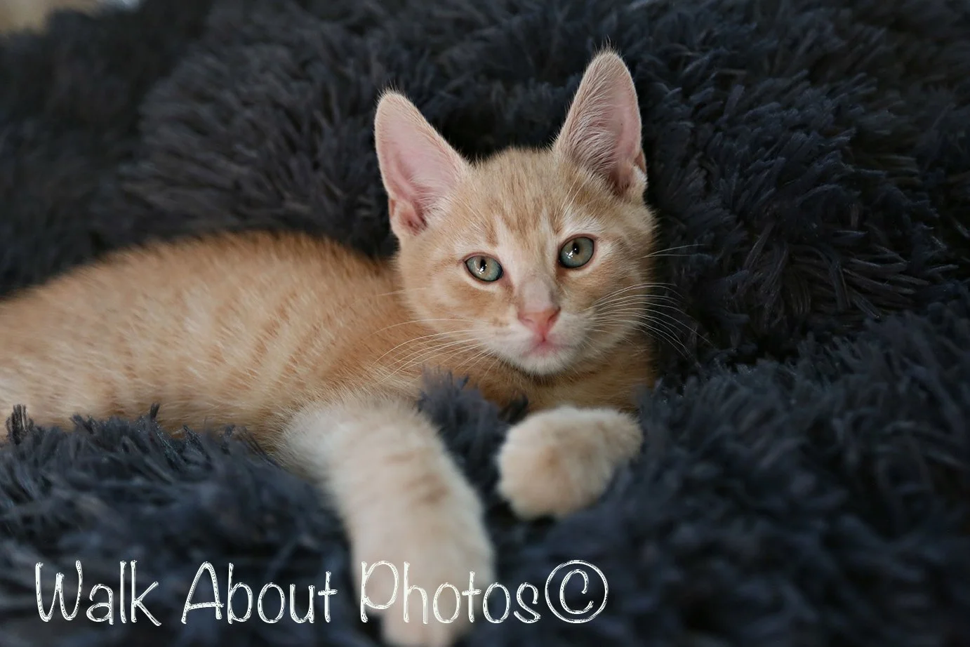 Baby Blues copy 2.jpg