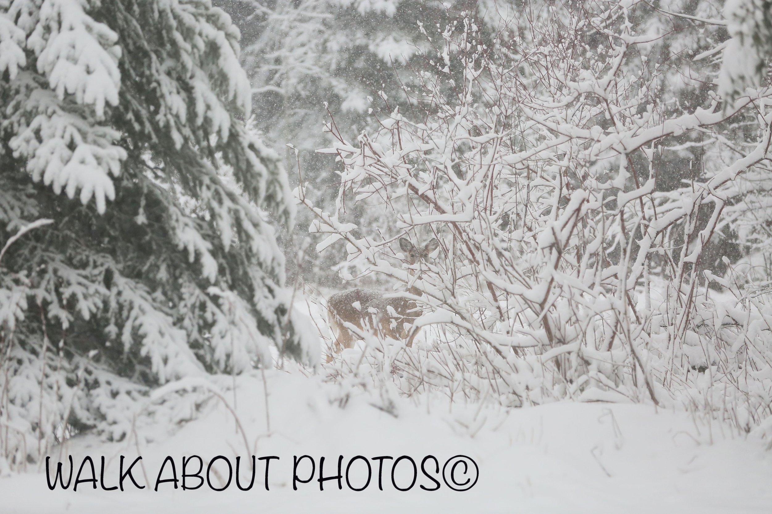 Winter Camo copy 2.jpg