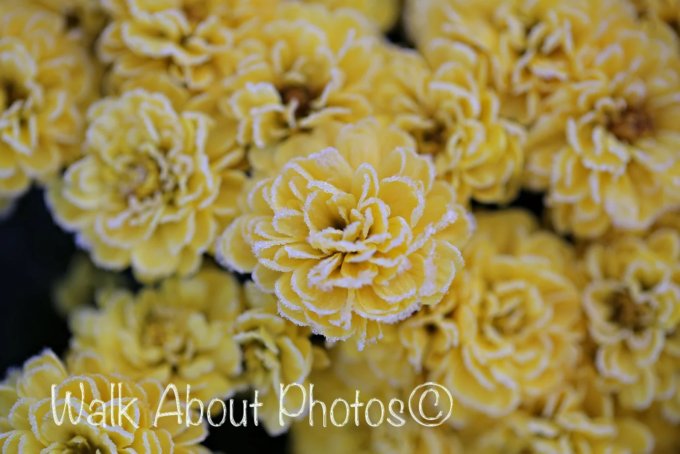 Mini Yellow Mums copy 2.jpg
