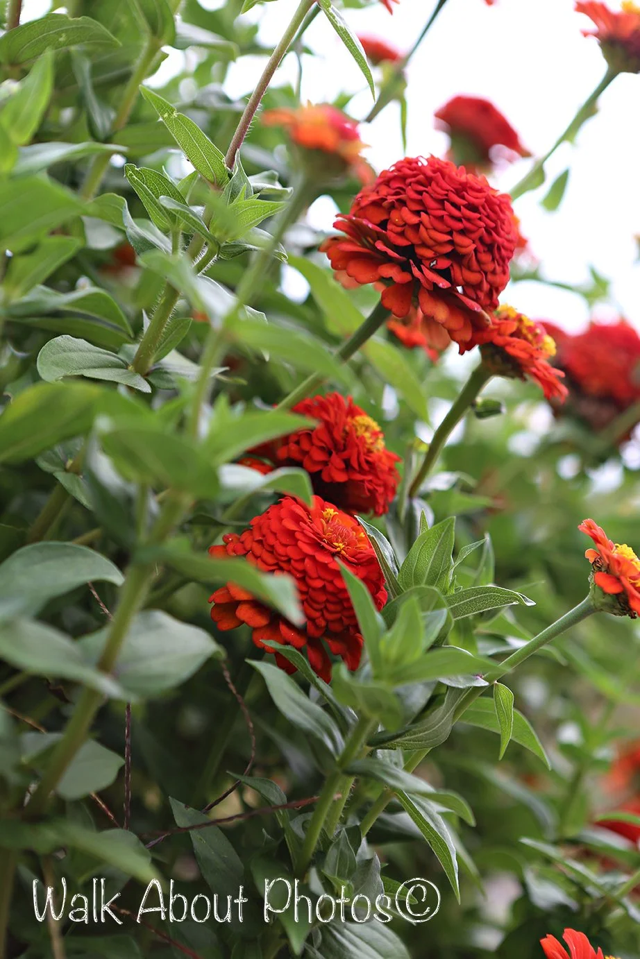 Red Summer Bliss copy 2.jpg