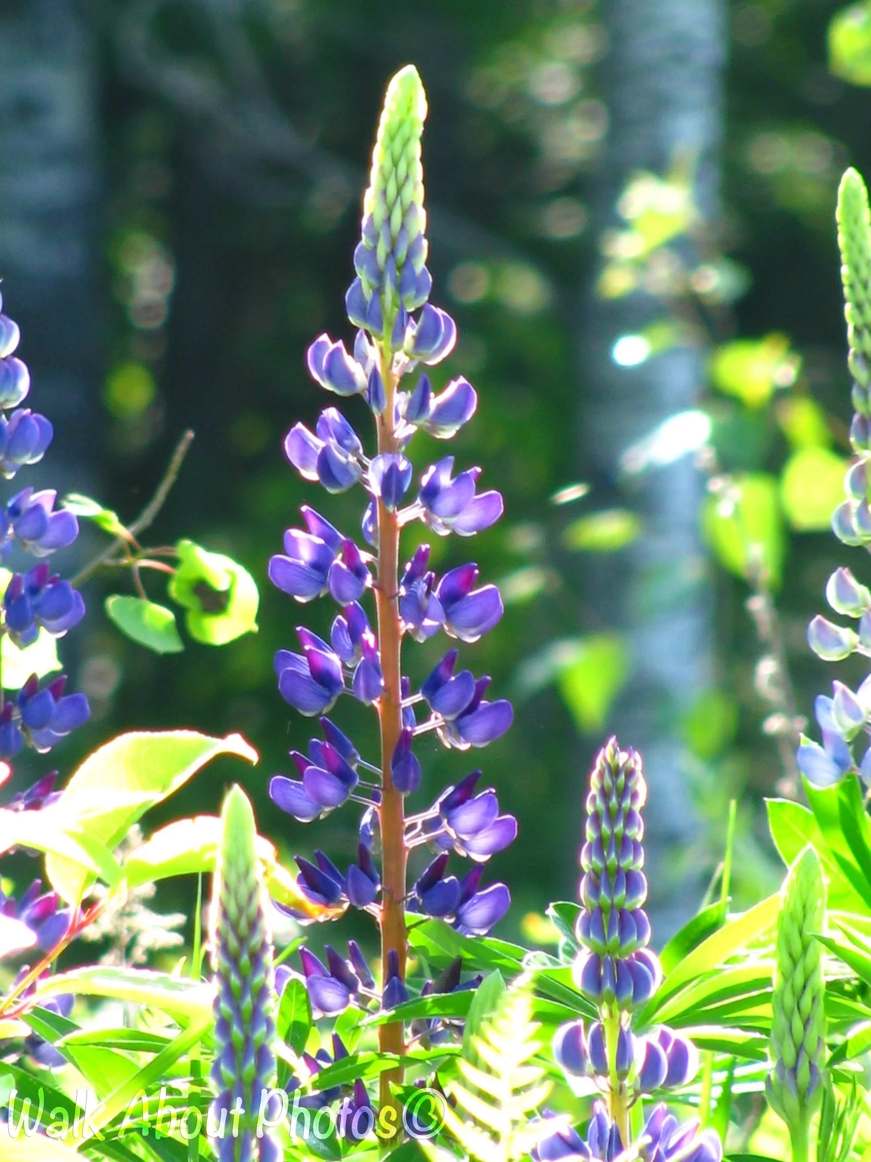Lupines In The Woods