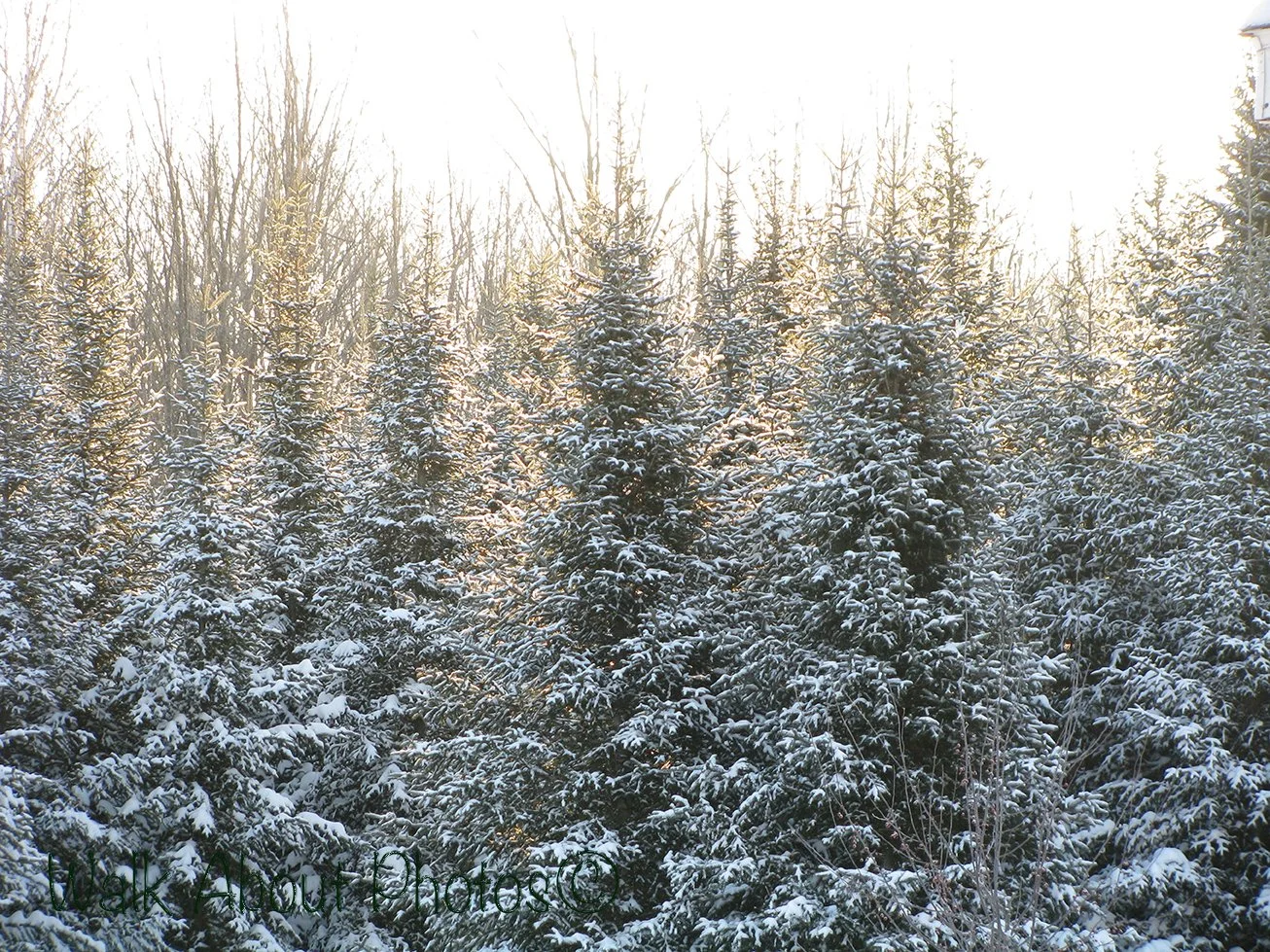 golden snowy sunshine copy 2.jpg