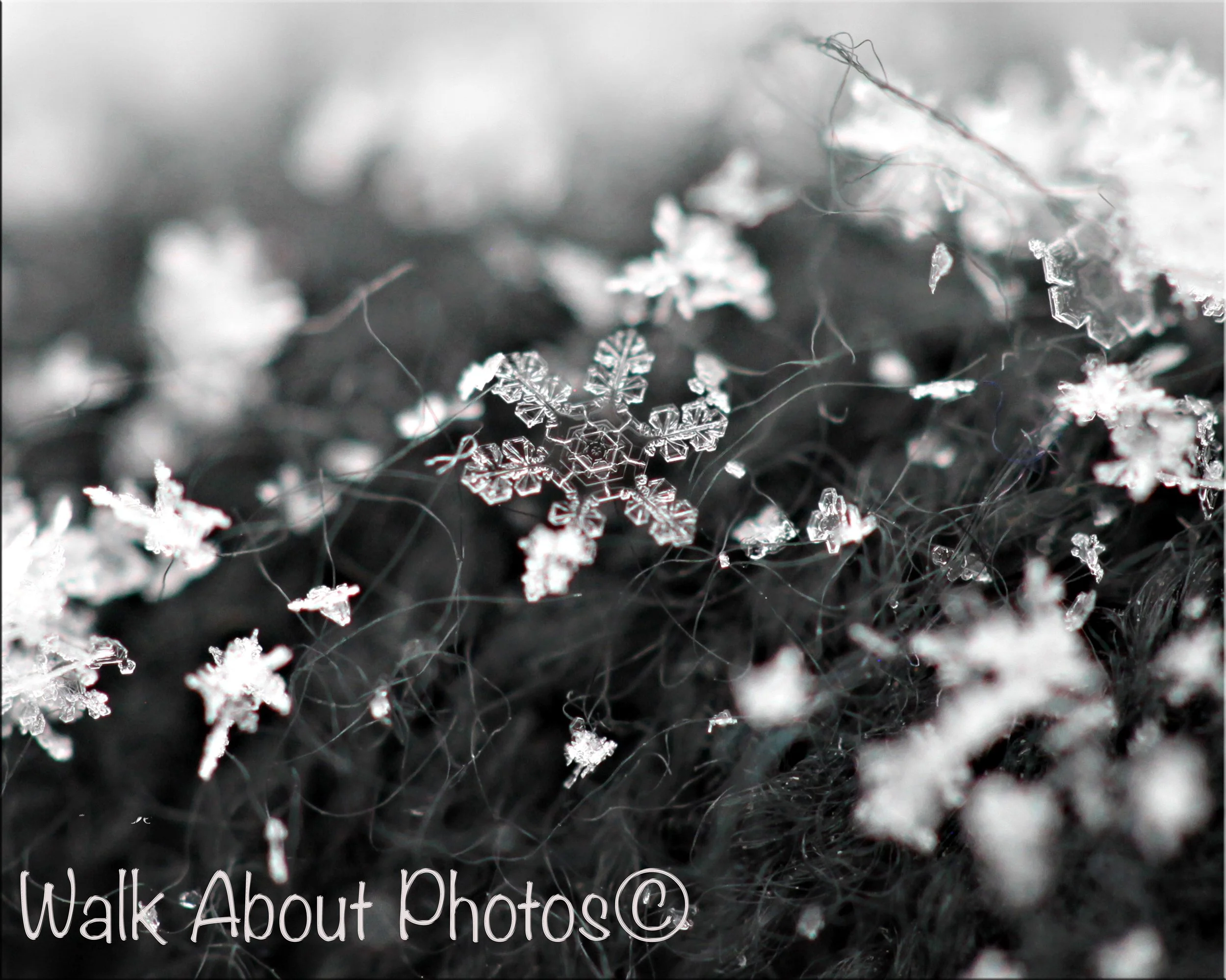 Wonders Of Macro