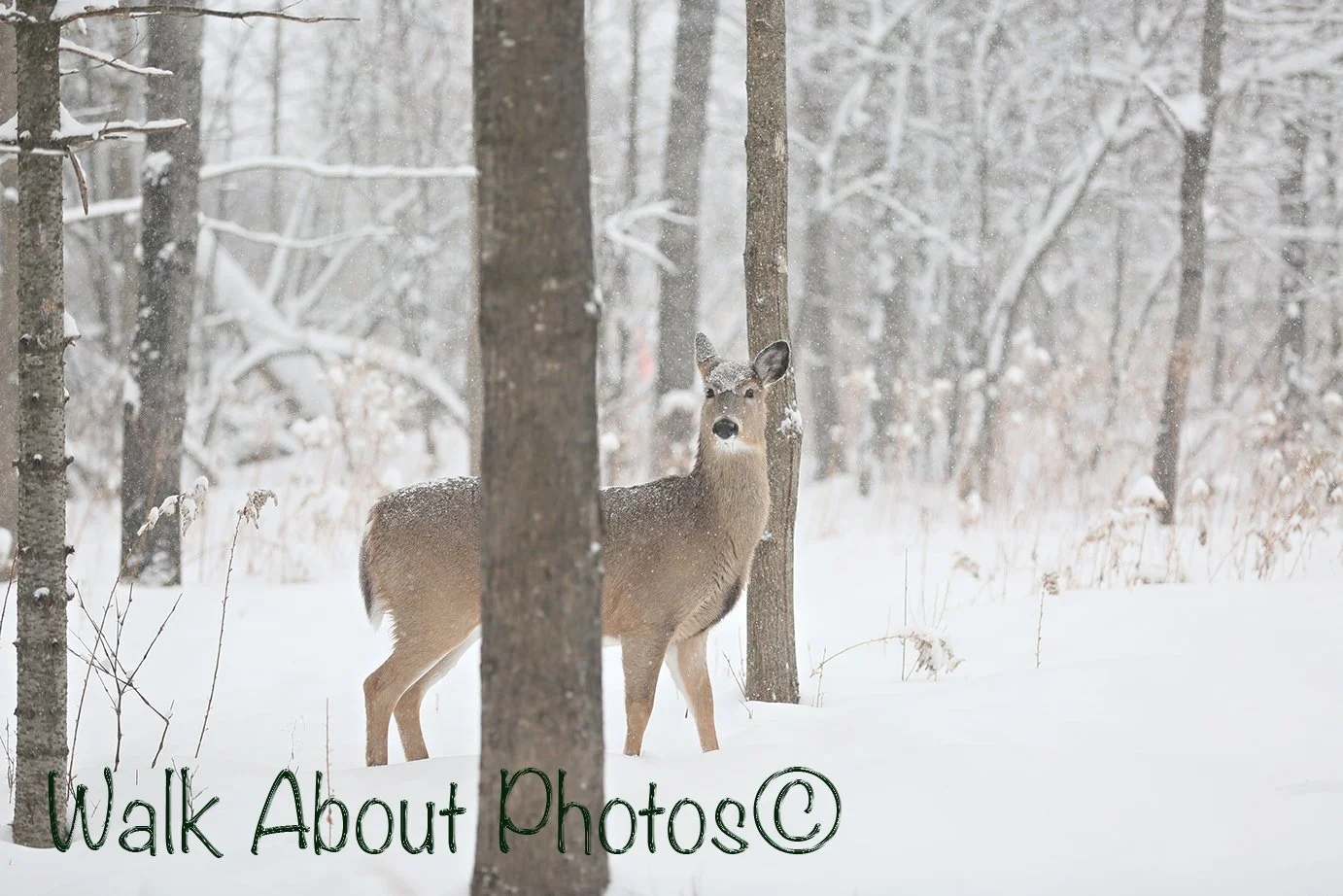 Deer In Winter Wonderland copy 2.jpg