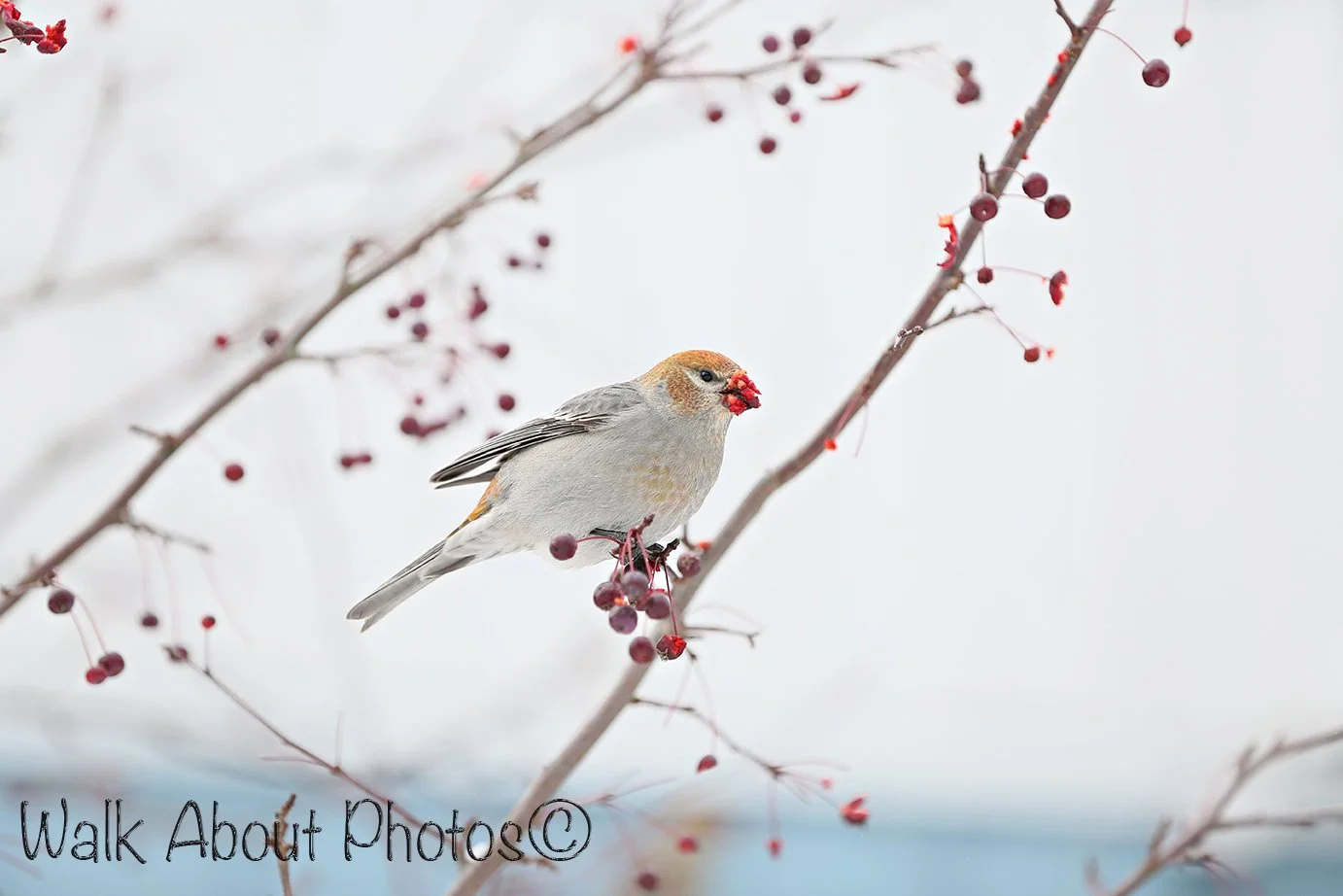 Winter Treat