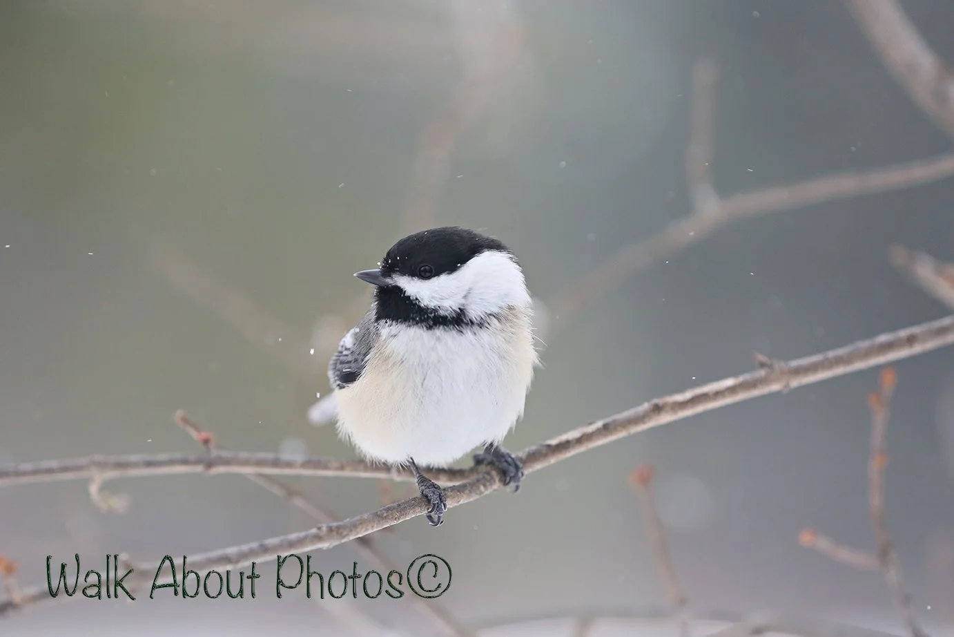 Snowflakes and Feathers copy 2.jpg