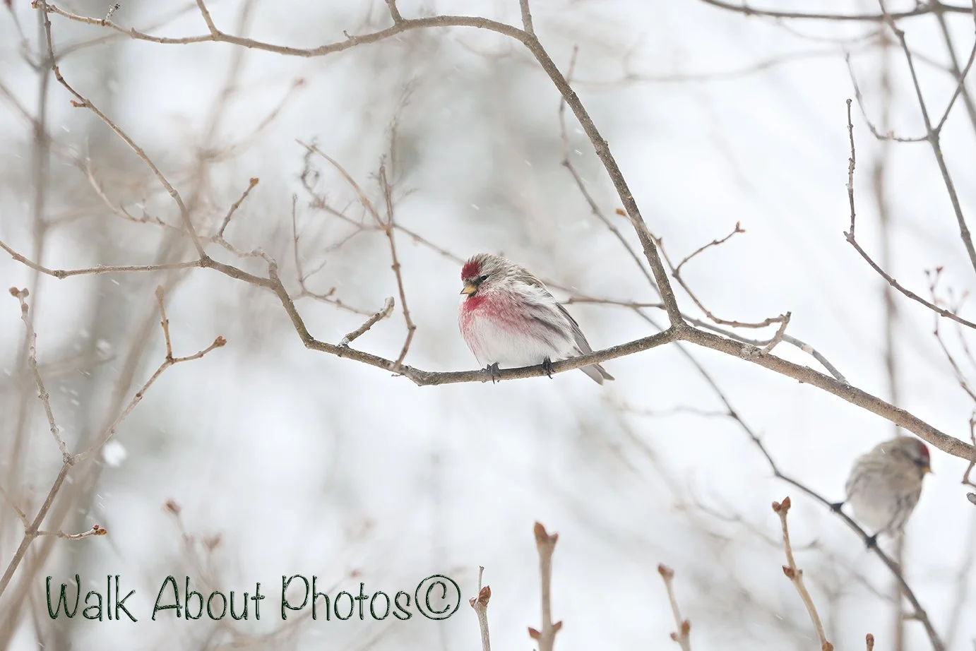 Lovely Colors of Feathers copy 2.jpg